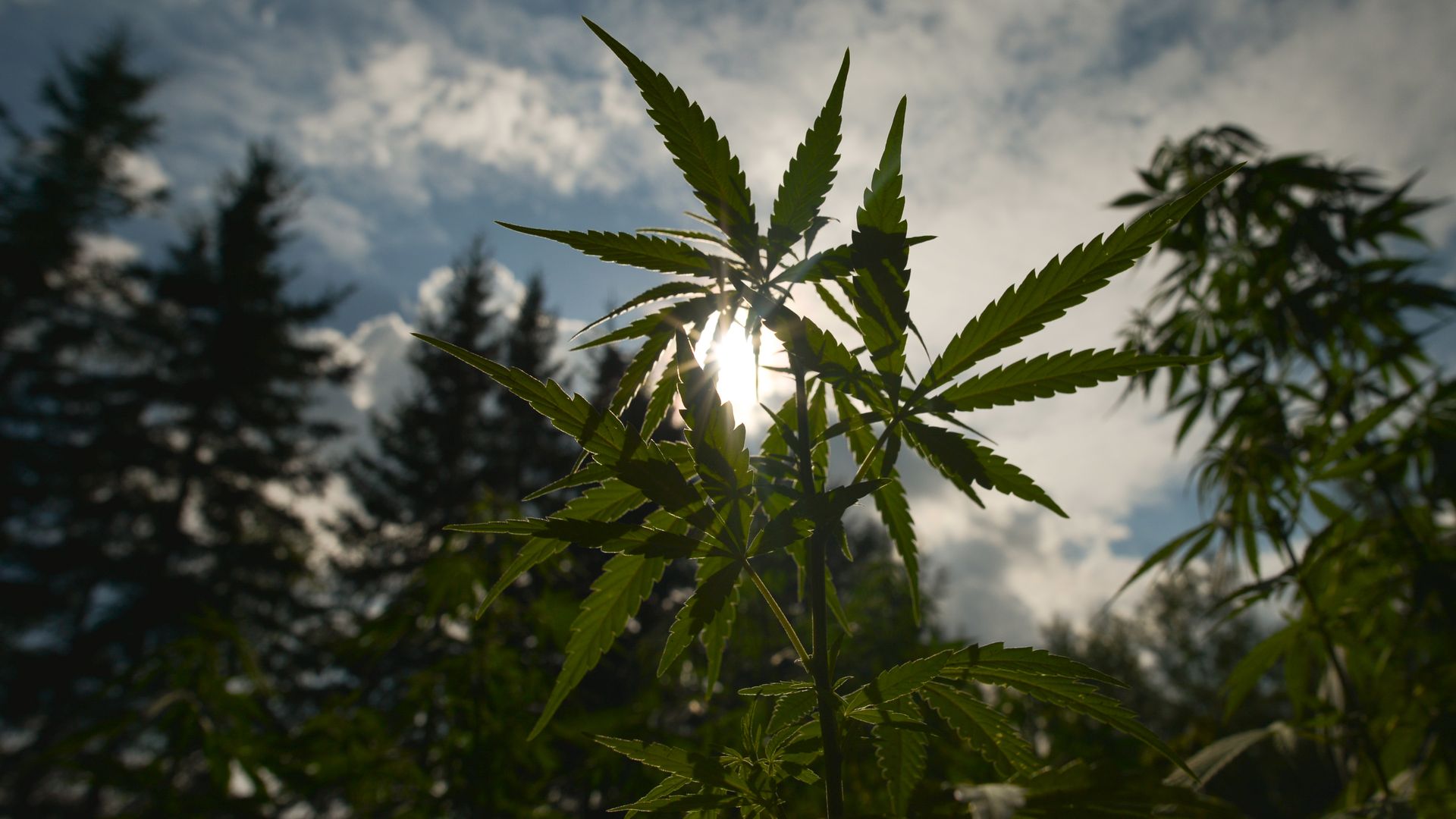 Photo of a marijuana plant growing with sunlight shining between its leaves.