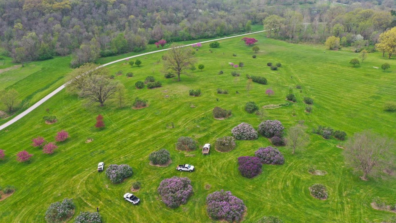 Something fragrant: 1,000+ lilacs - Axios Des Moines