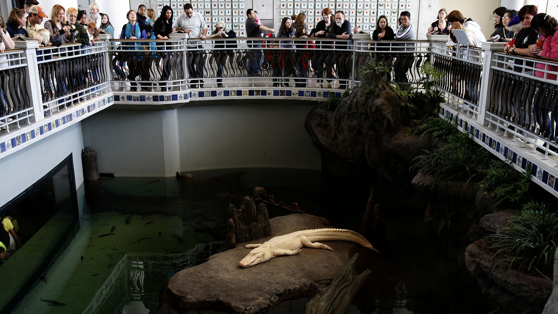 Claude the albino alligator at the California Academy of Sciences.