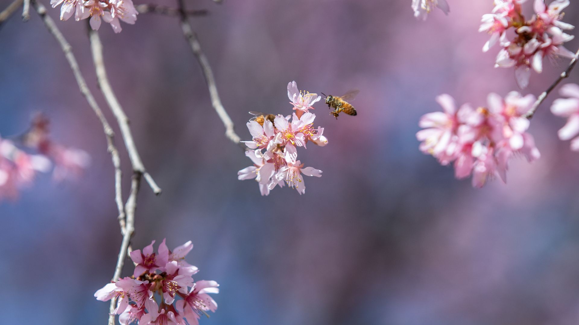 A bee with a cherry blossom in Washington, D.C.