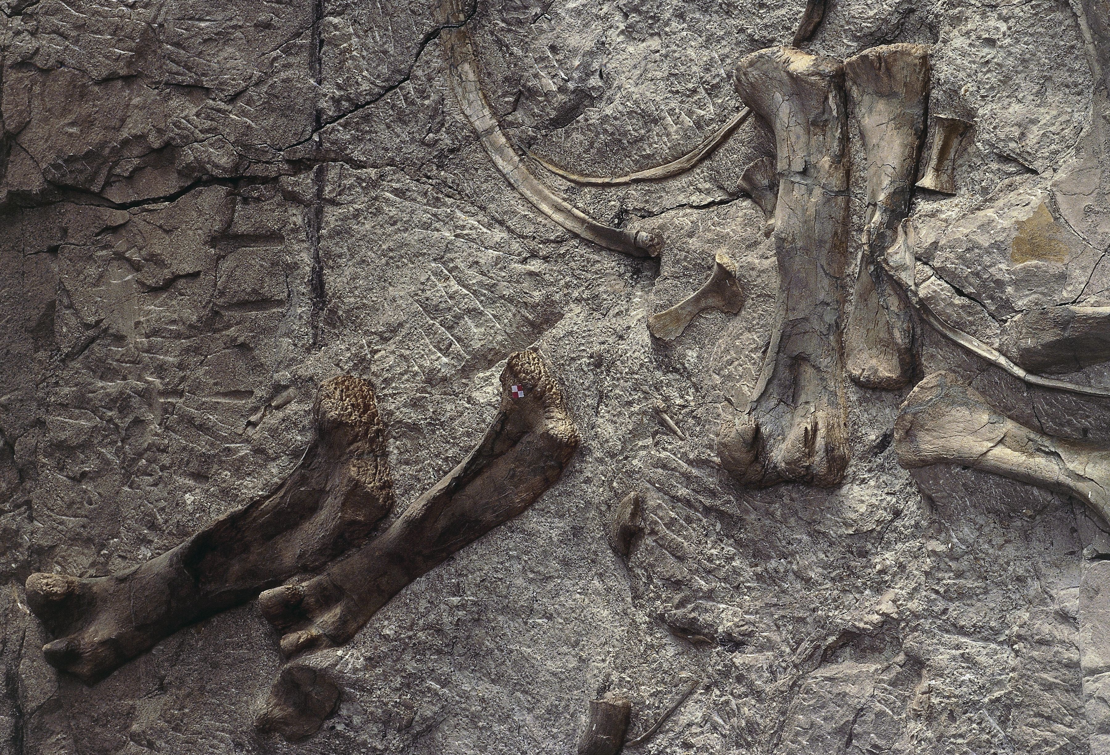 Dinosaur fossils in a rock wall.