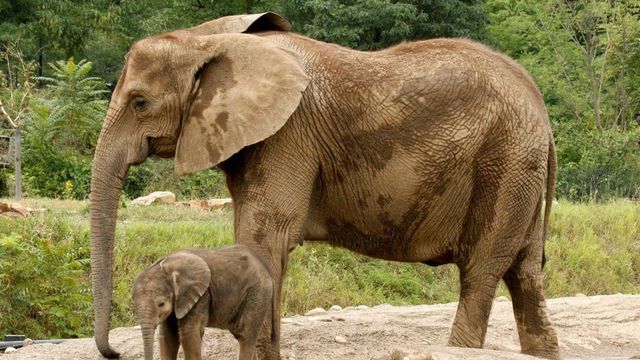 Scientists now use real-time tracking to help protect endangered elephants