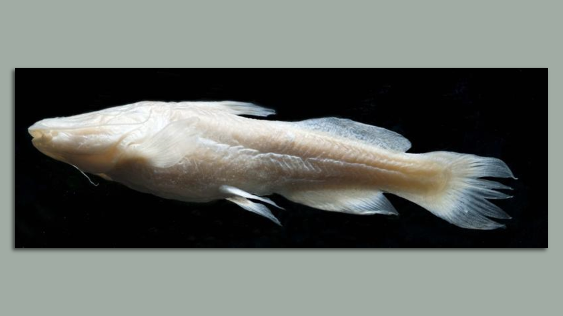 A long image of a white, translucent blind catfish.