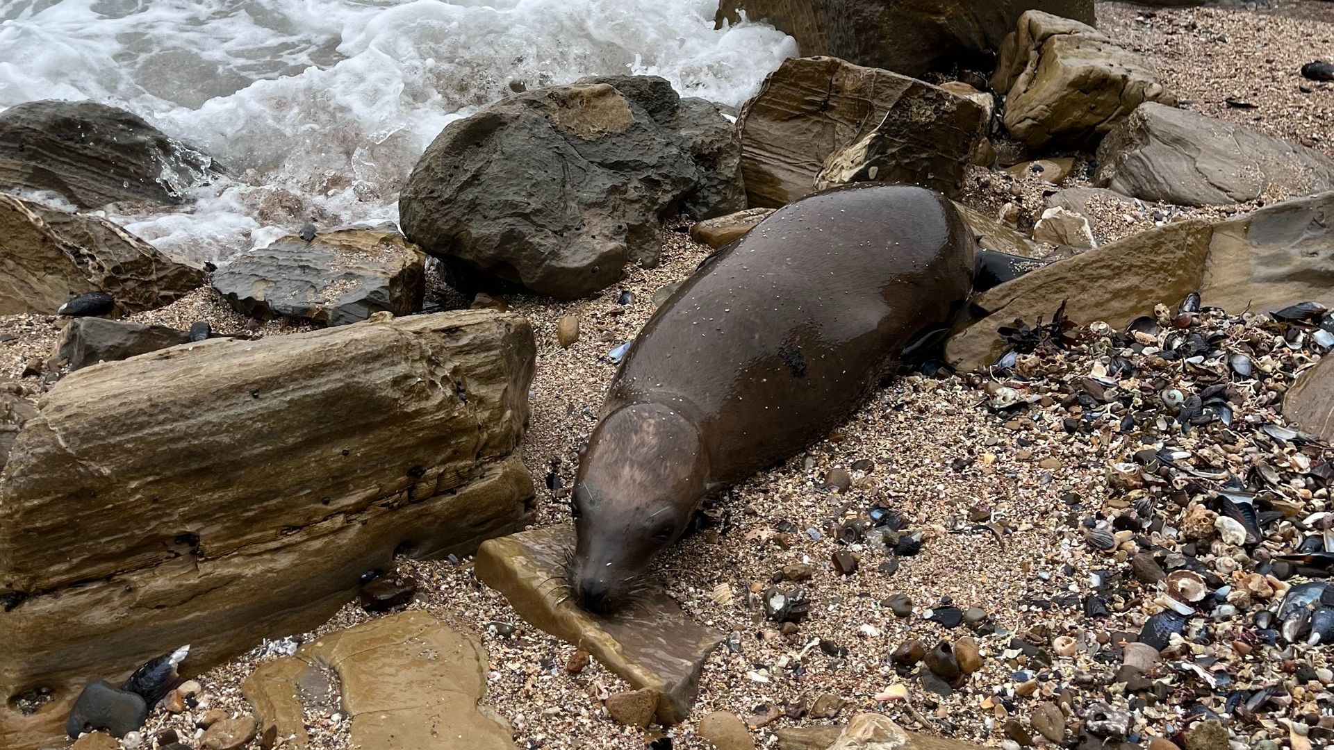 A seal on a beach in California.