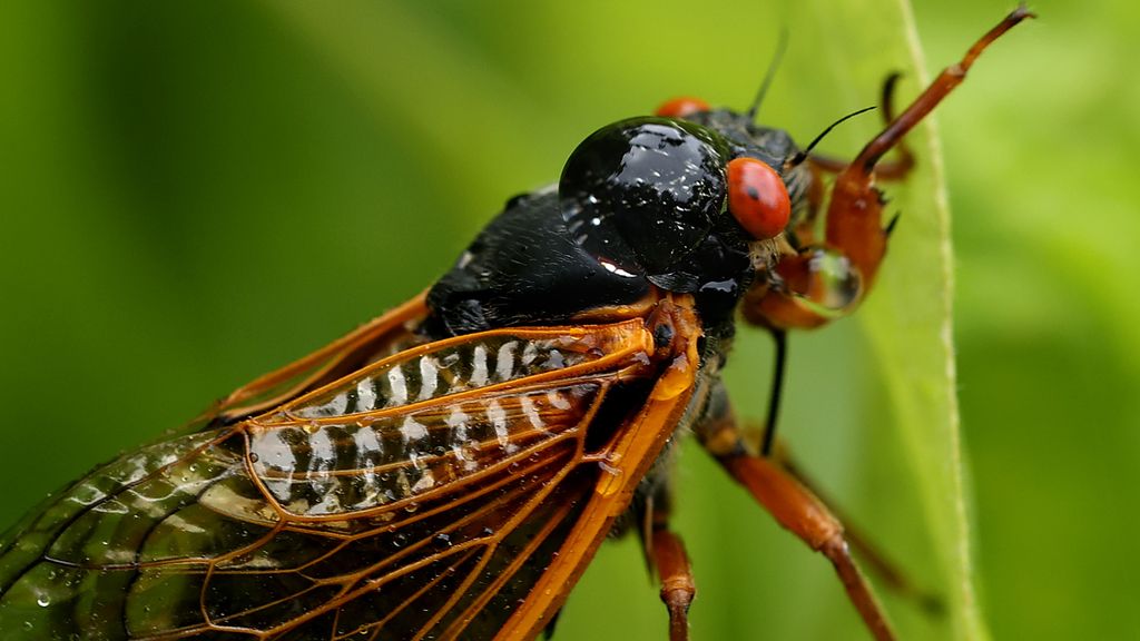 Iowa cicadas to emerge from 17year long underground burrow this summer