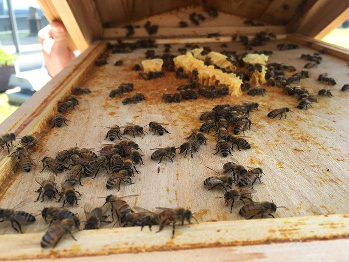 Inside-the-bee-hive
