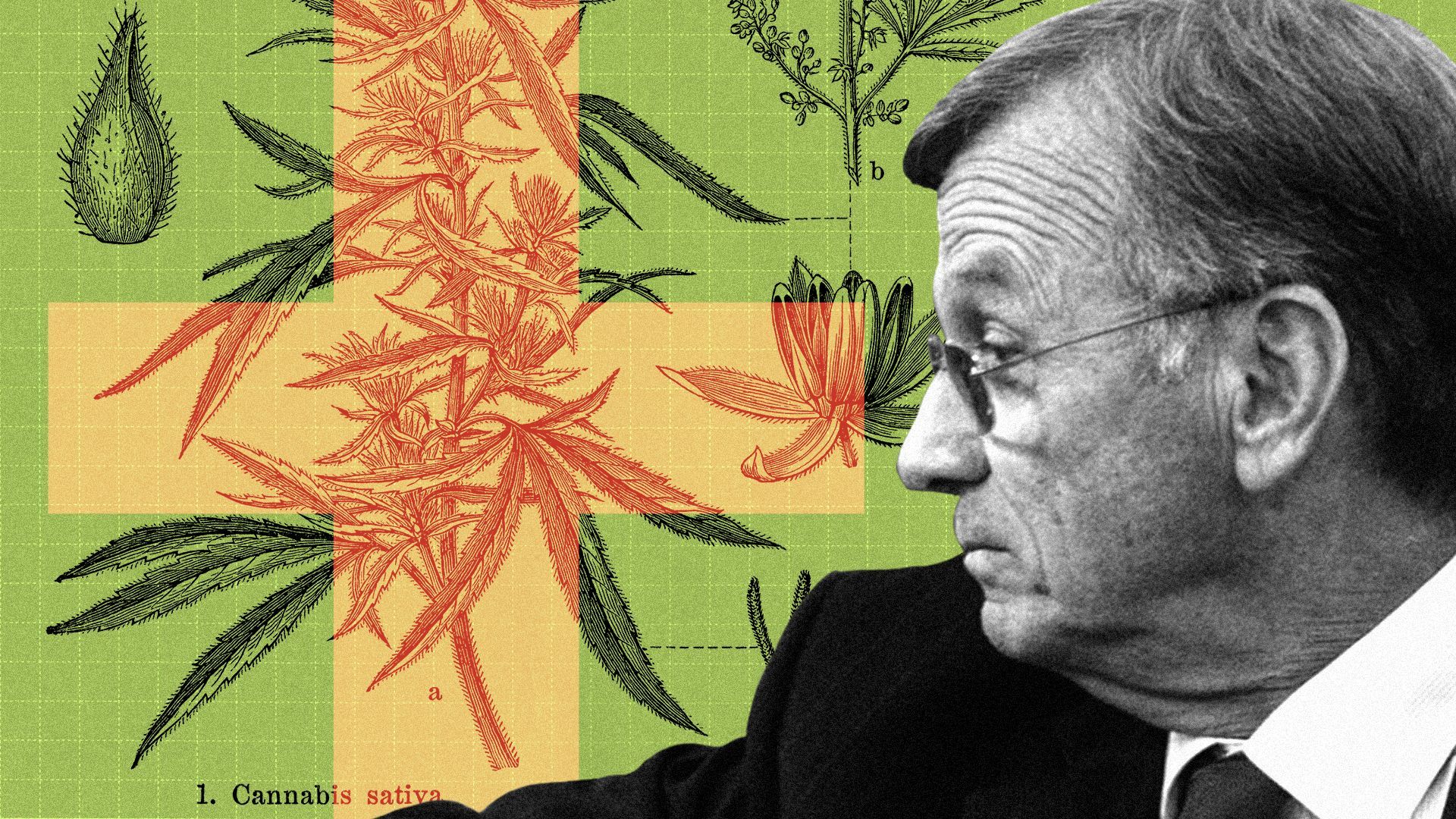 Photo illustration of Senator Bill Rabon and medical drawings of cannabis sativa and abstract shapes in the background.