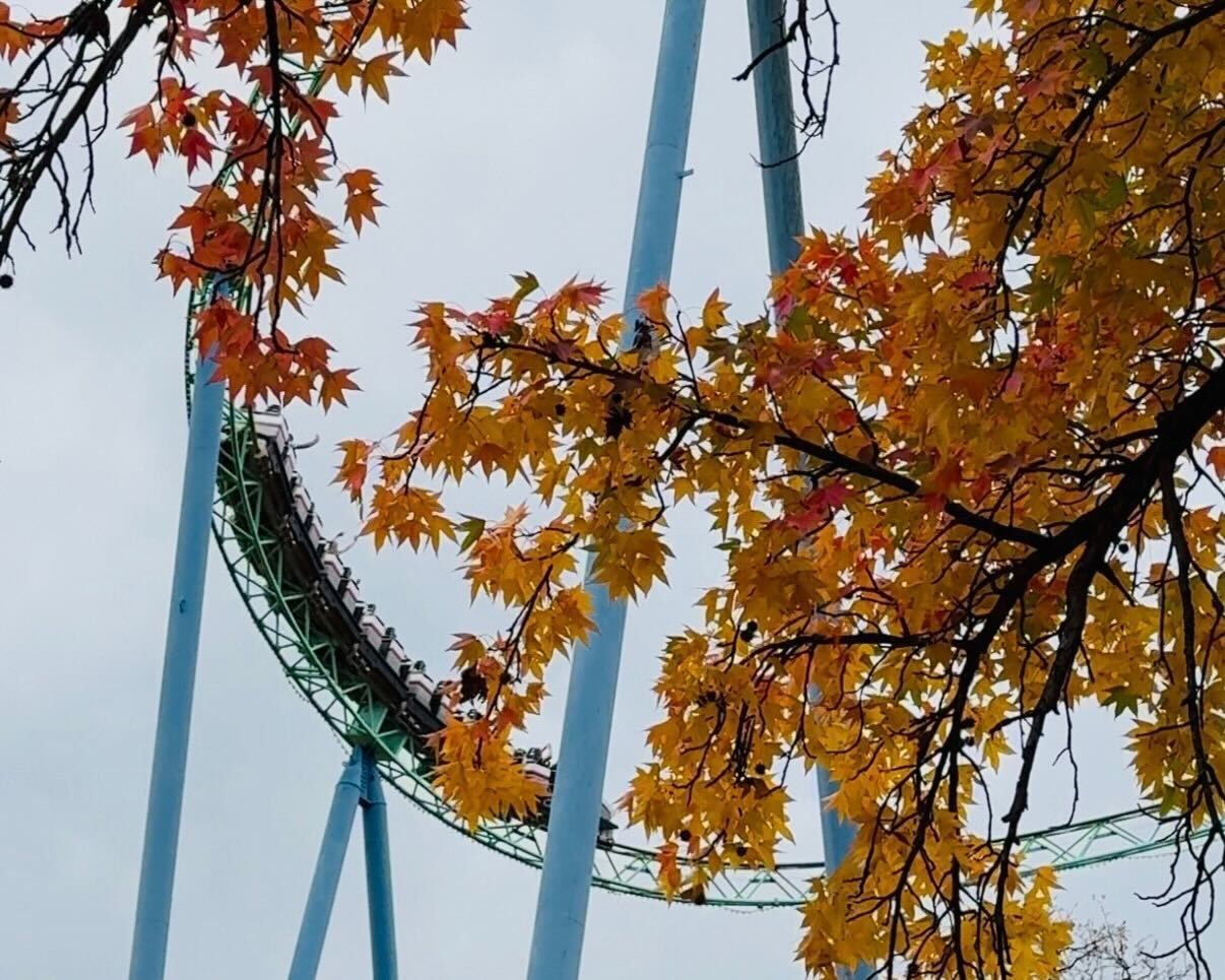 A roller coaster ride behind a tree with orange and red leaves