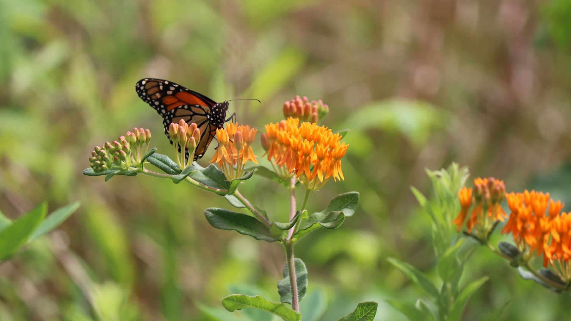A monarch butterfly feeds on a bright orange plant called butterfly weed