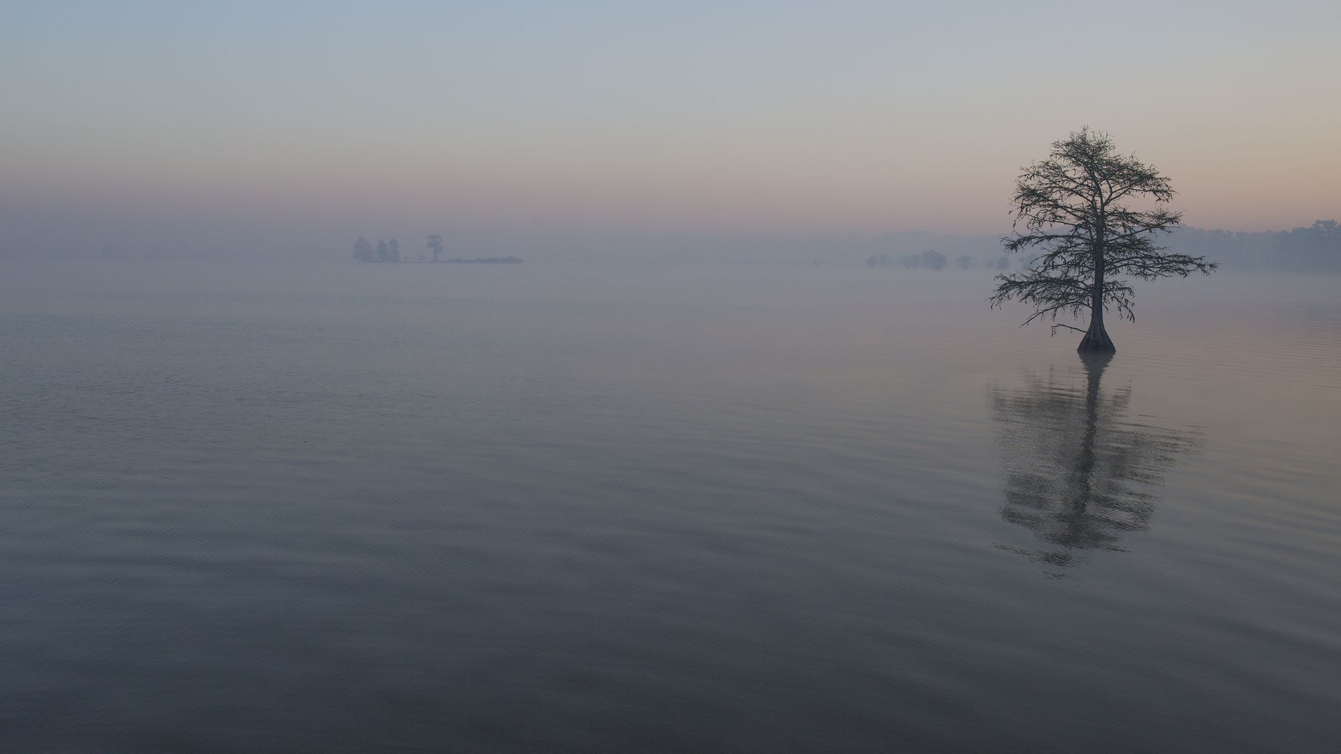 A photo of a lake and a tree