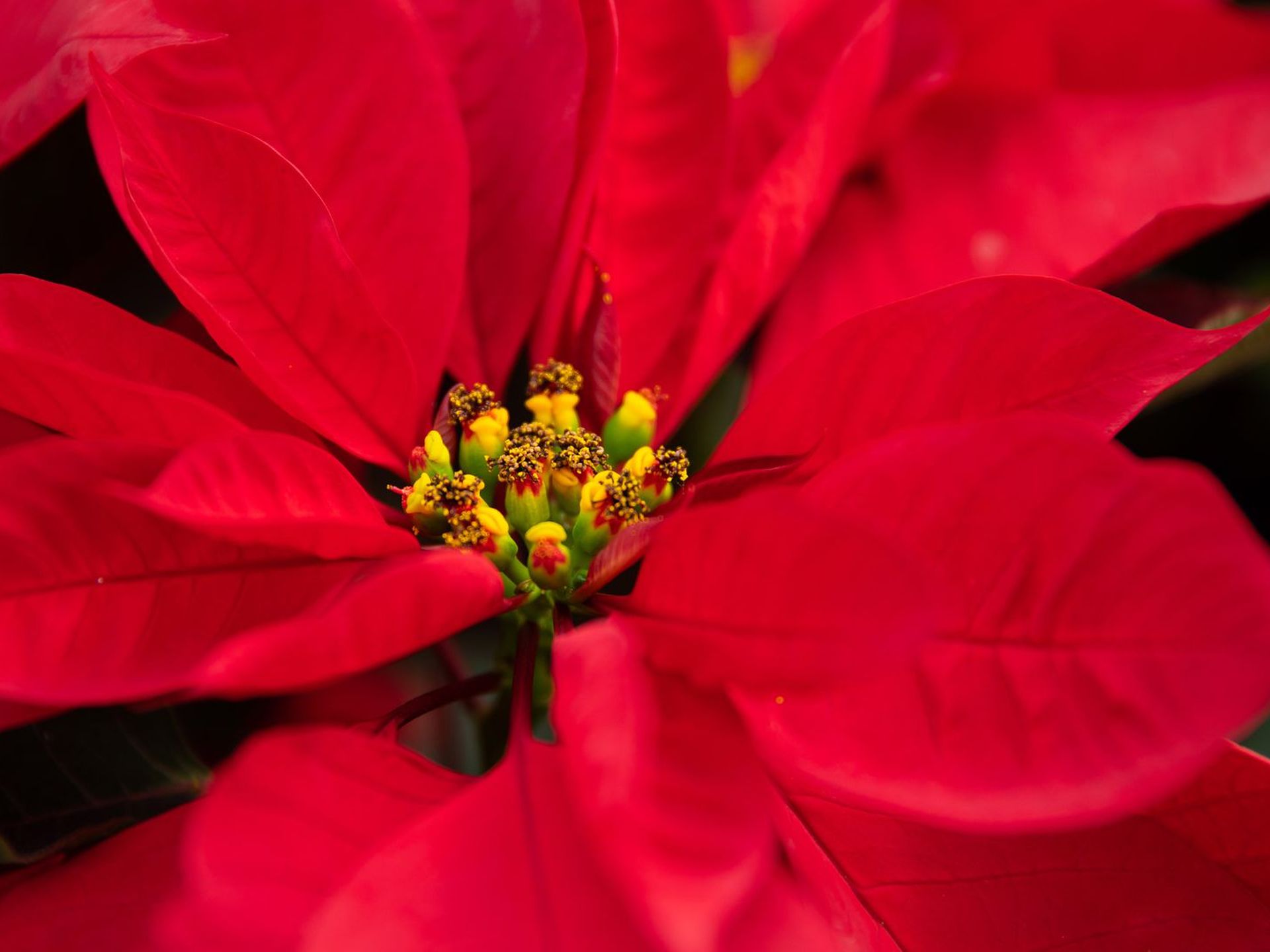 Poinsettia Christmas flowers: How the holiday plant came to the . from  Mexico