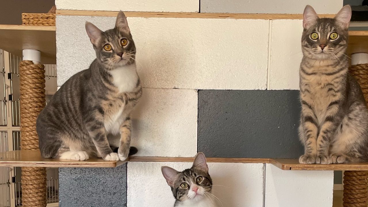 A few of the residents at Whiskers Cat Cafe. 