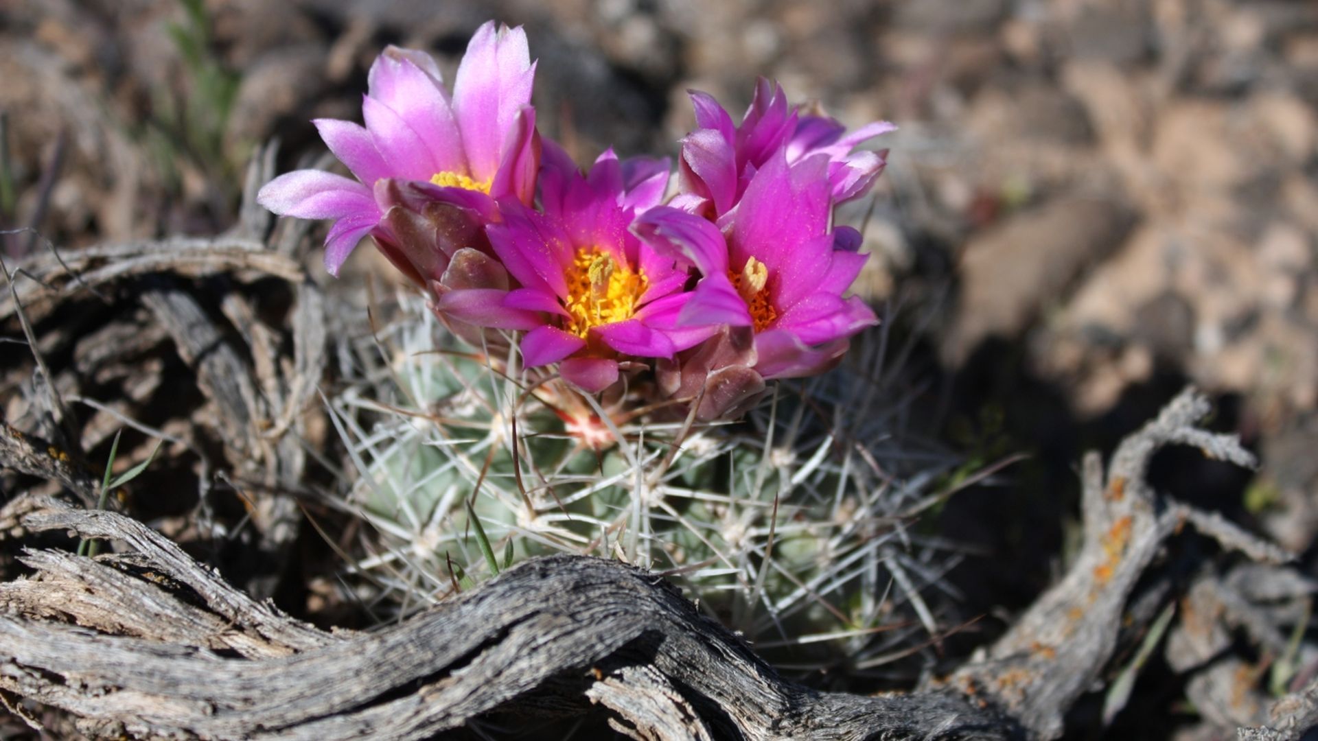 A small cactus with flowers blooming. 