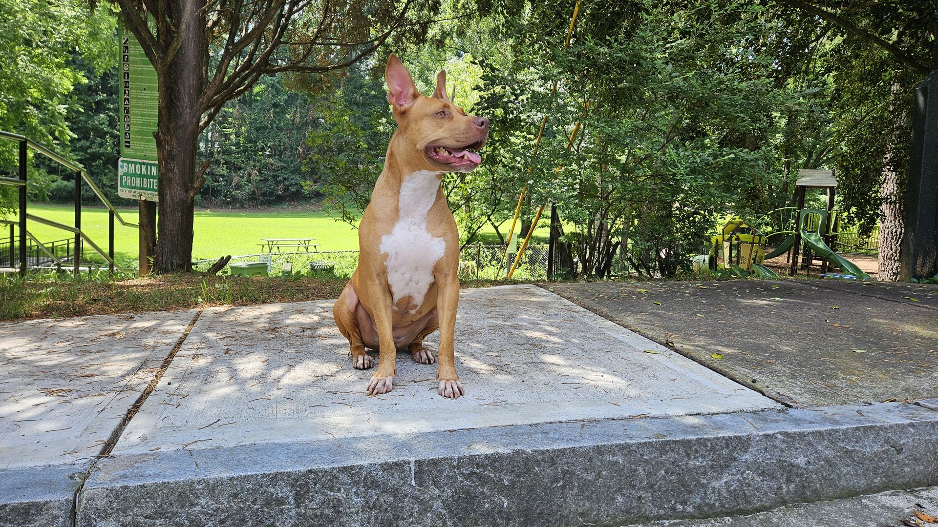 A red and white American Pit Bull Terrier sits with its mouth half open and its head turned slightly to the left on the sidewalk near a park.