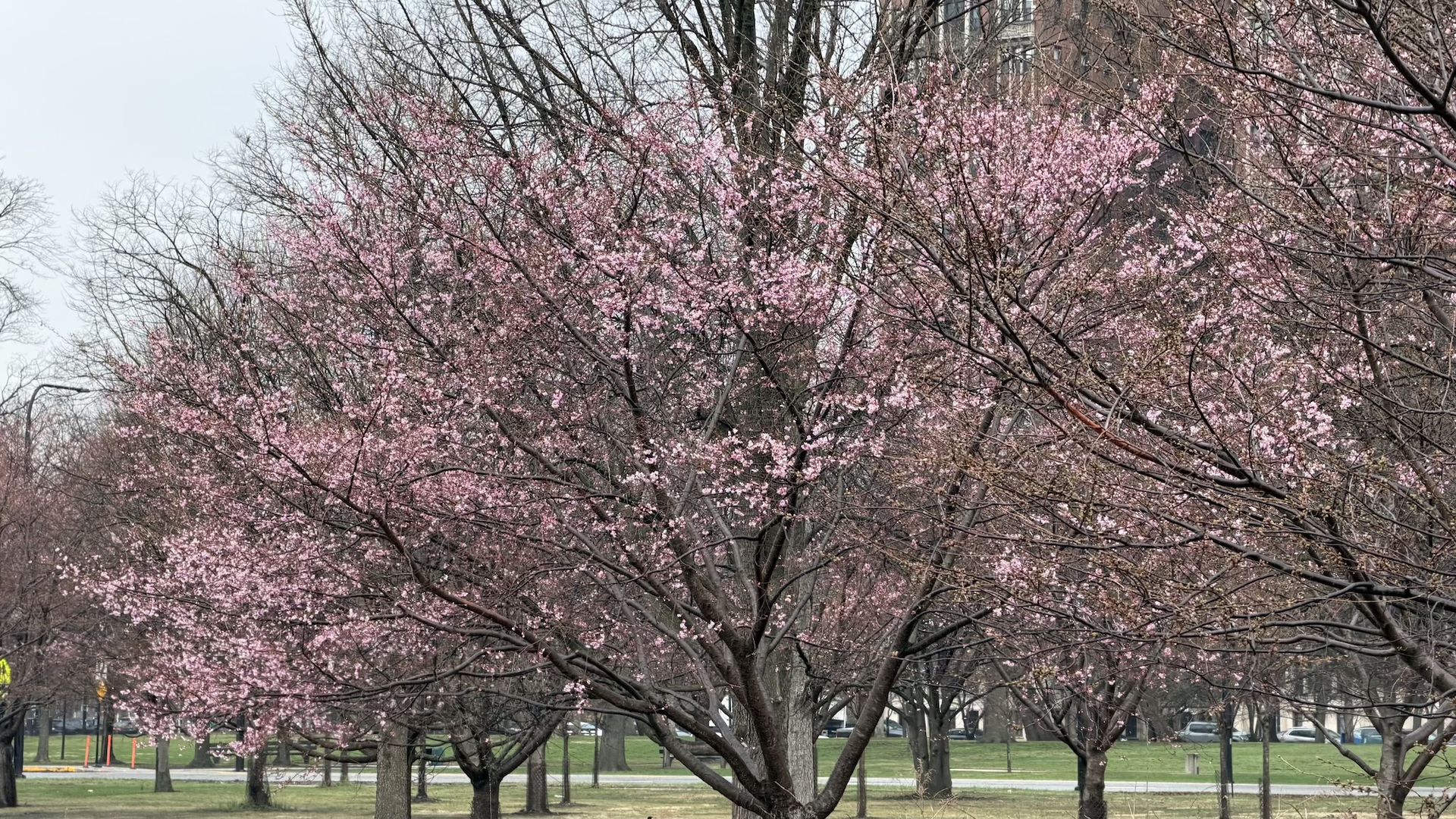 In a city park, pink cherry blossoms blanket the intertwined branches of several trees, with bare trees in the background and a grassy lawn with distant buildings.