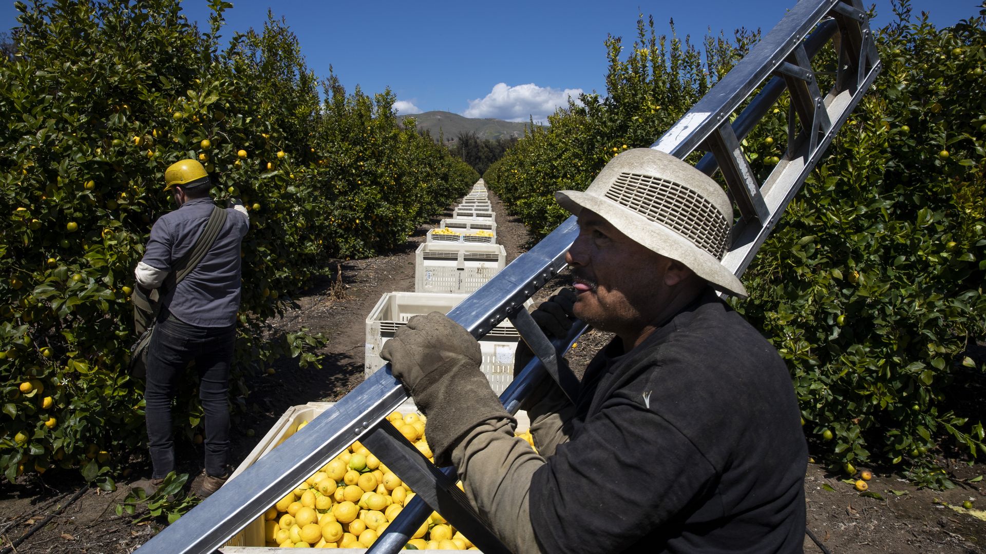 Farmworkers pick lemons.