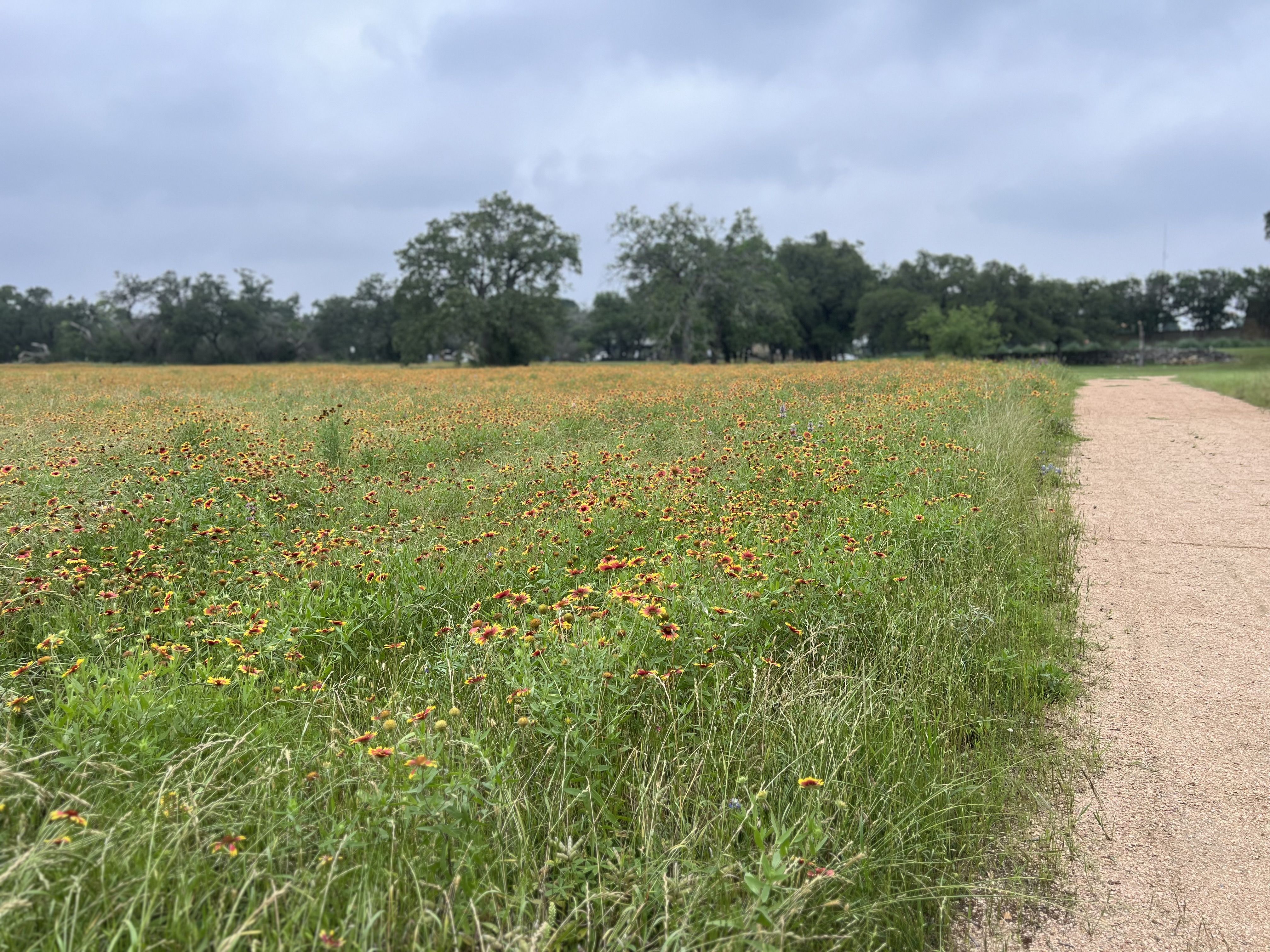 A photo of a field of red and yellow wildflowers with a trail to the right side.