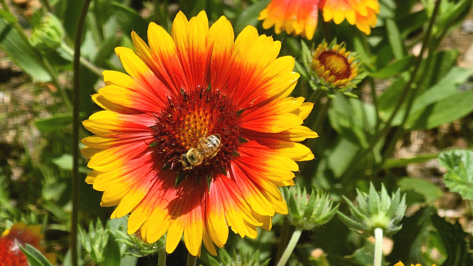 Close-up of a vibrant orange-yellow daisy-like flower with a red center, a bee on its disk, and green leaves in the blurred background.