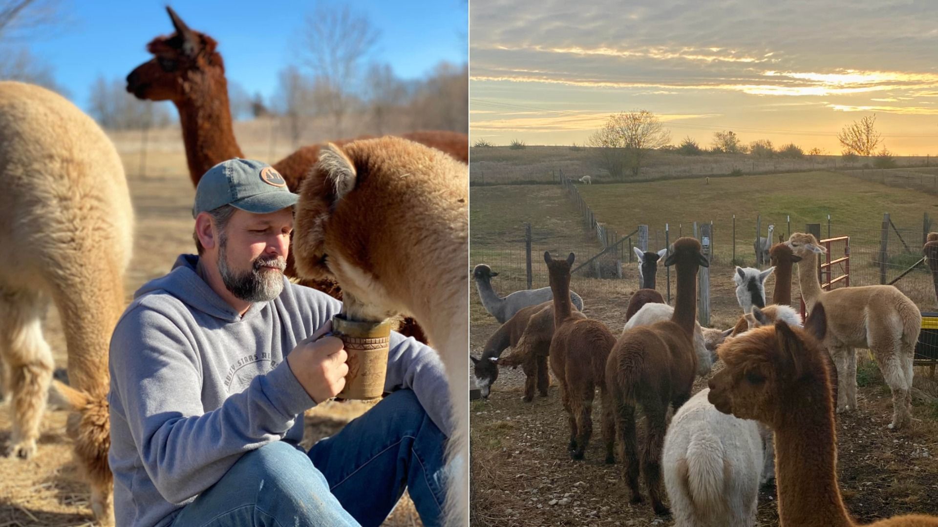 Split image: Left shows a bearded man in a gray hoodie and blue cap feeding an alpaca from a mug, with more llamas nearby. Right shows a herd of alpacas in a fenced field at sunset.