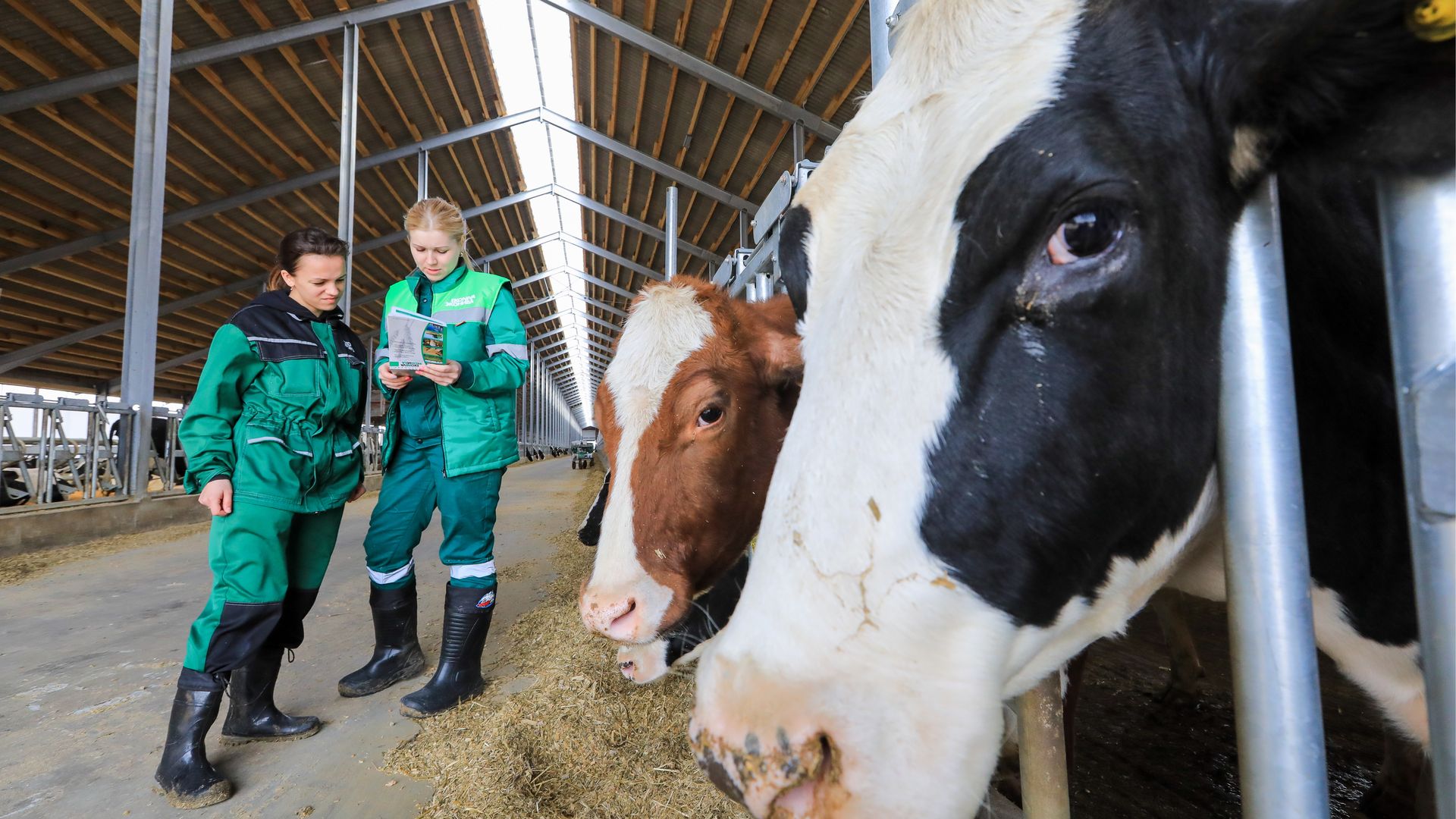 cows on a dairy farm