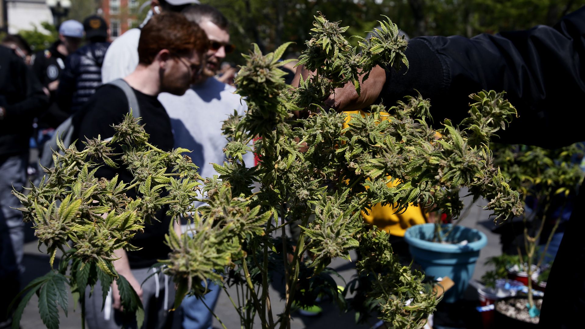 A person touching a marijuana plant in New York City in April 2023.