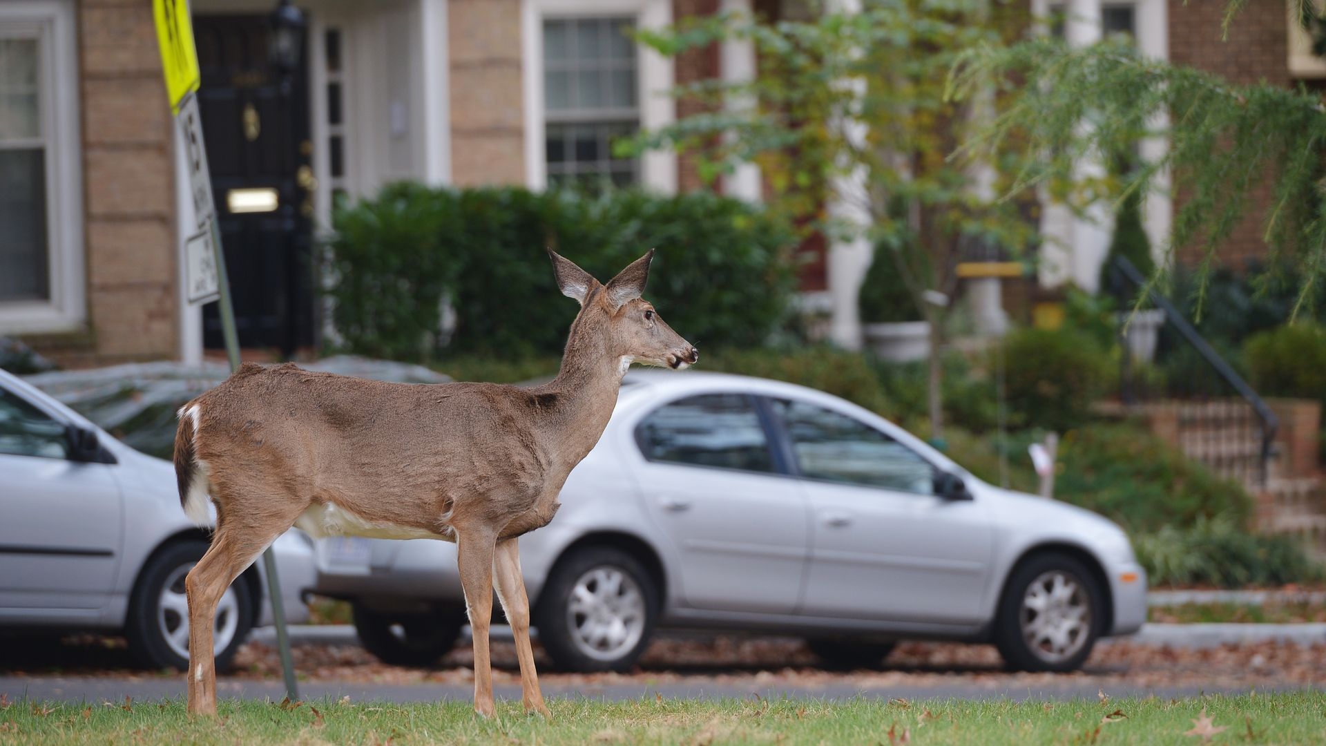 A deer stands on a lawn in an urban setting.