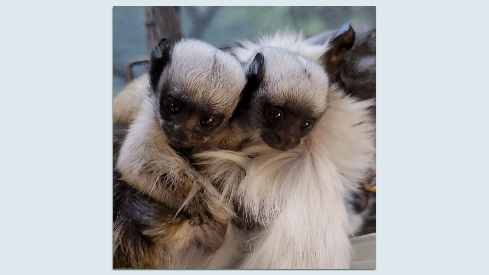 Two baby tamarin monkeys with gray fur and dark faces huddled closely together, showing a tender and protective pose.