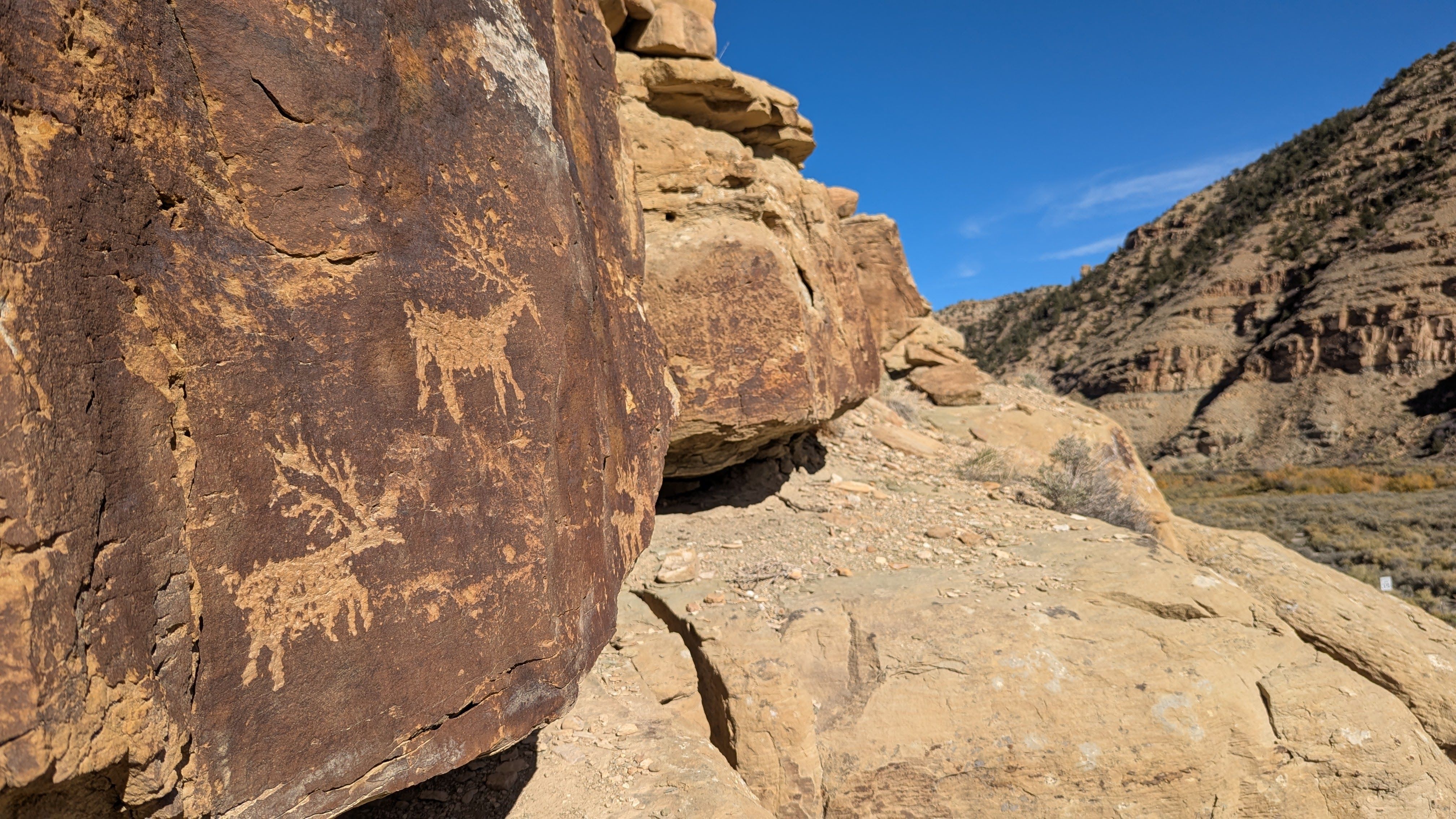 Ungulates depicted in ancient rock art on a canyon wall.