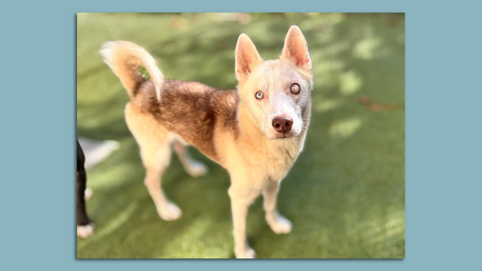 A fluffy, tan dog with pointy ears standing on astroturf staring at the camera. His right eye is blue and his left eye is white because of an abnormality.