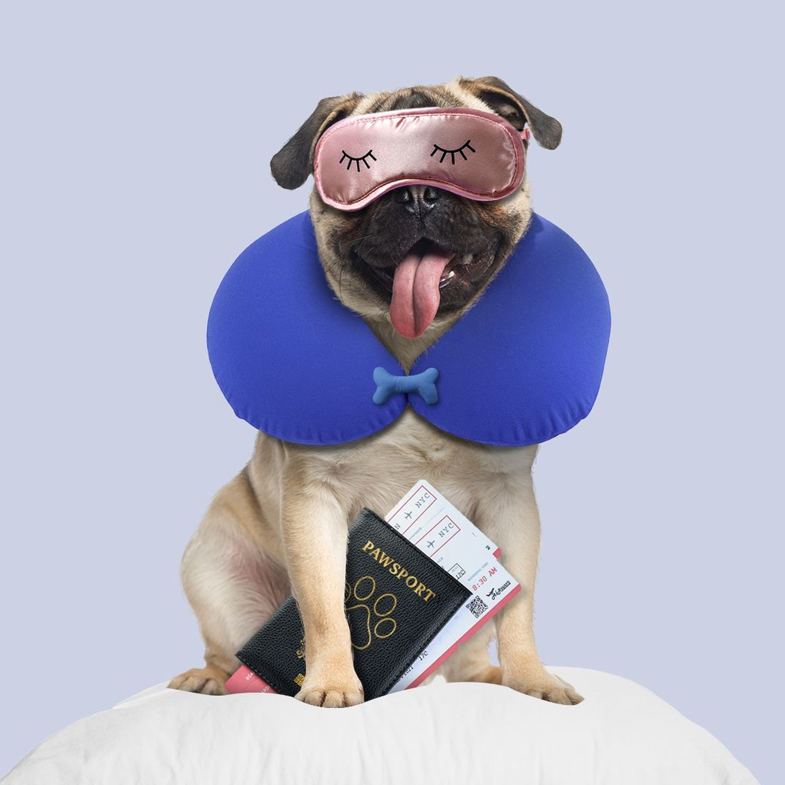 Pug clearance friendly airlines