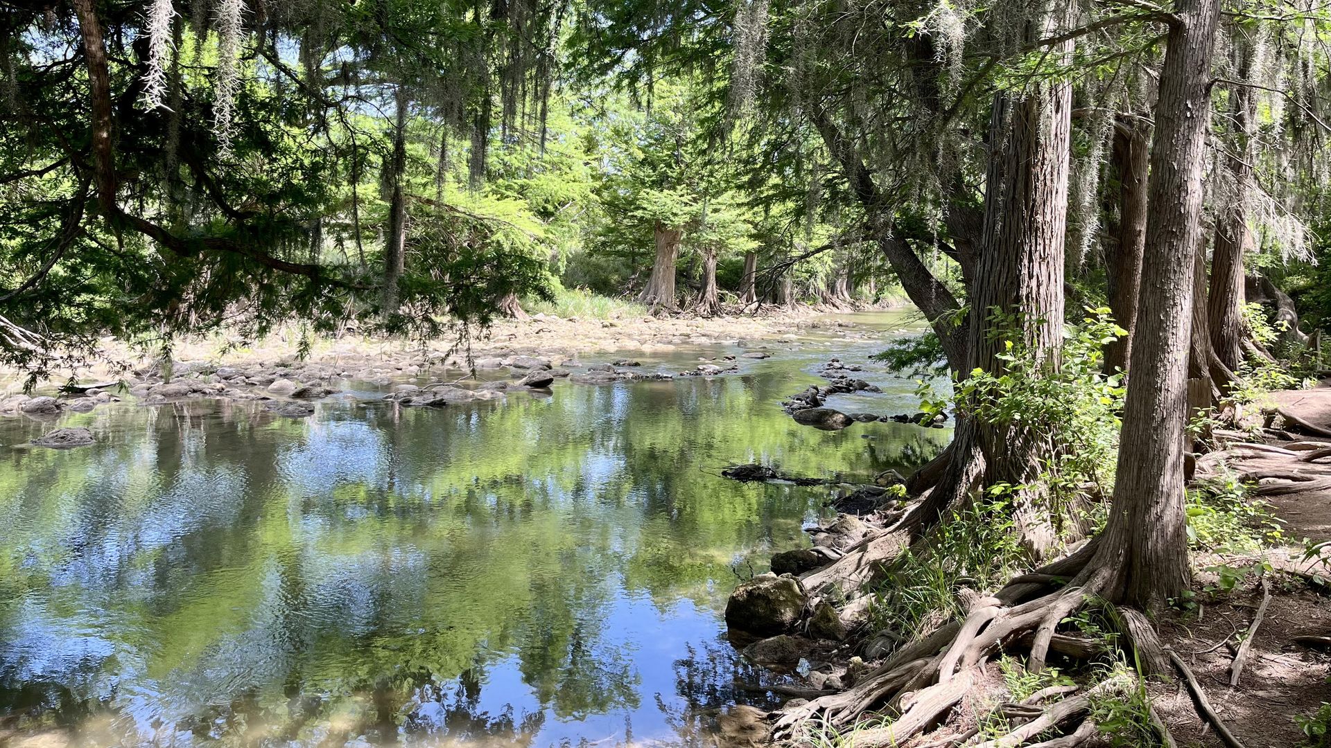 Trees and sky are reflected in a river lined with hanging greens and large tree roots.
