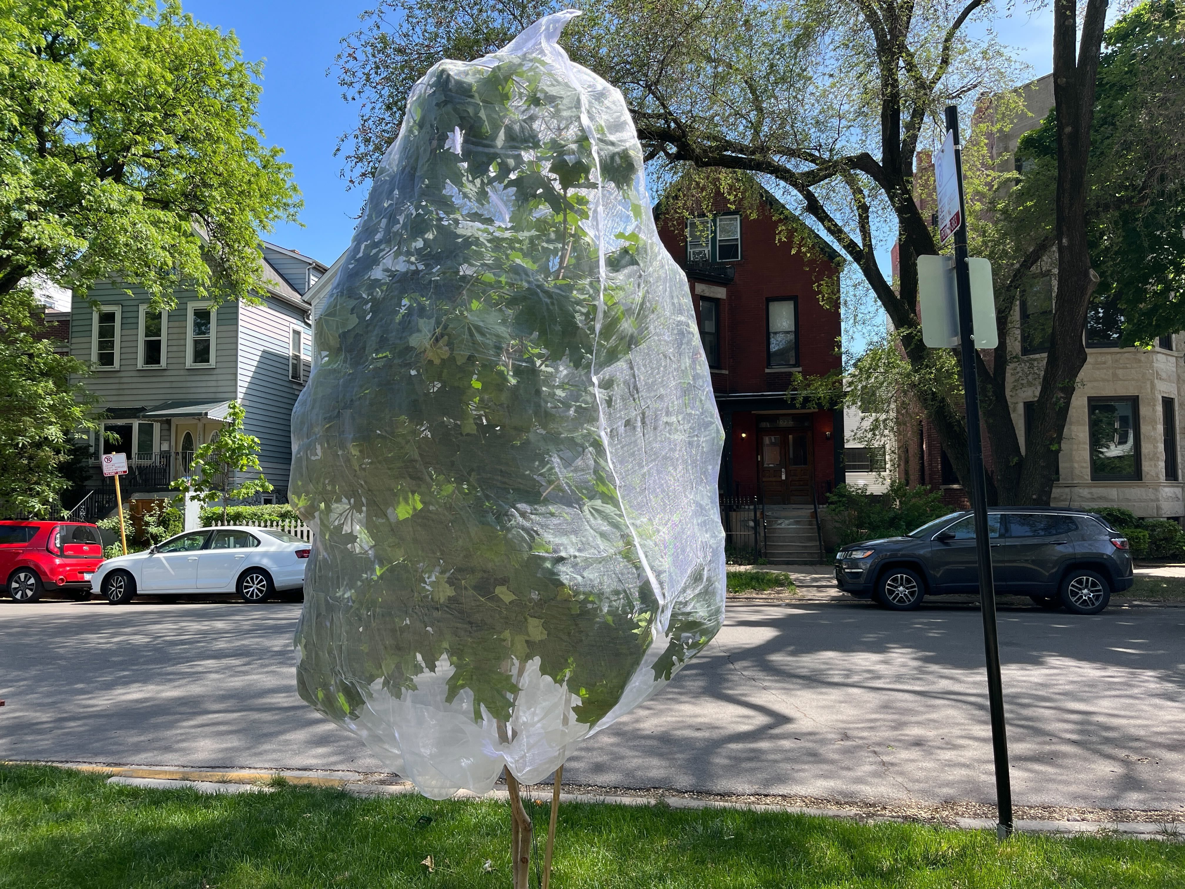 Photo of a tree in a net 
