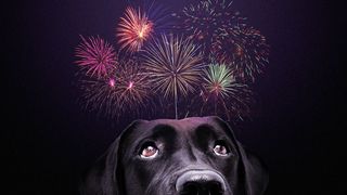 Illustration of a dog looking up at fireworks