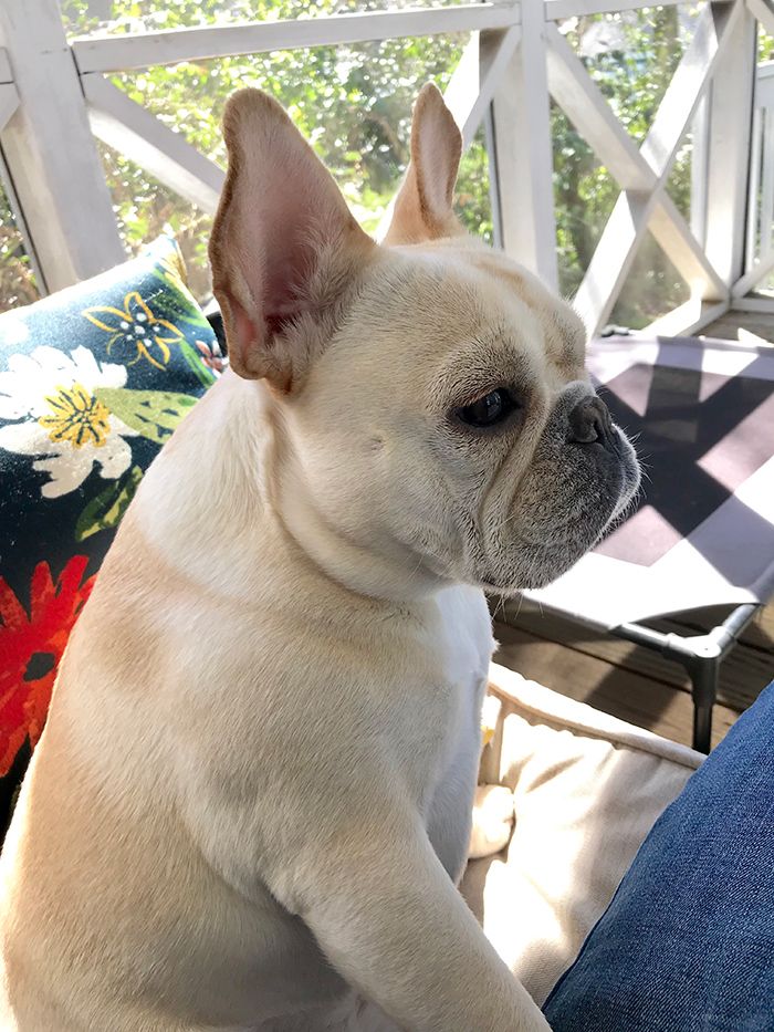 Going on vacation Here are 7 pet sitters who will have a