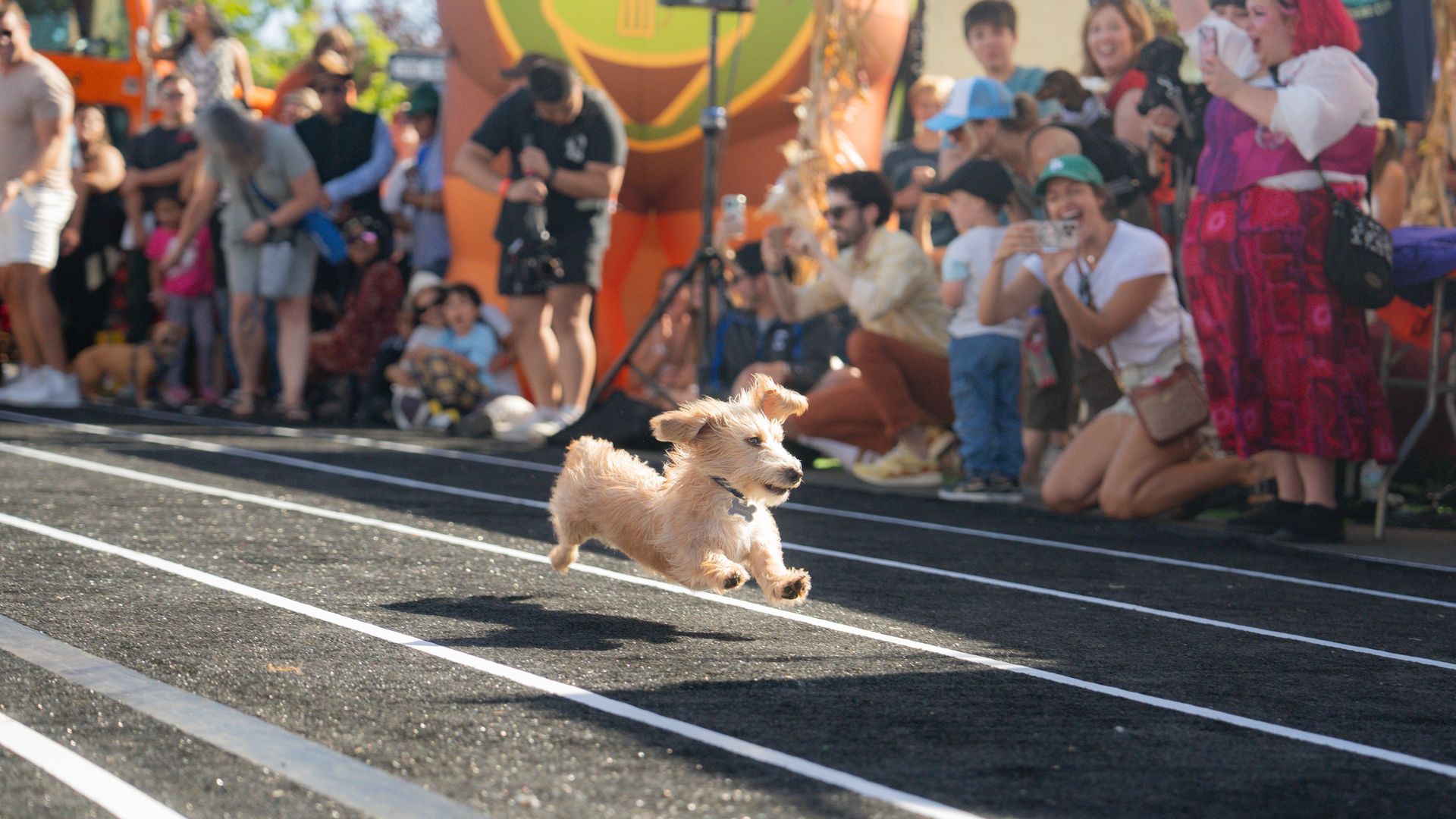 Small tan dog sprints along a track with white lane lines while a large crowd watches and films from the sidelines at a sunny outdoor event, colorful banners and tents in the background.