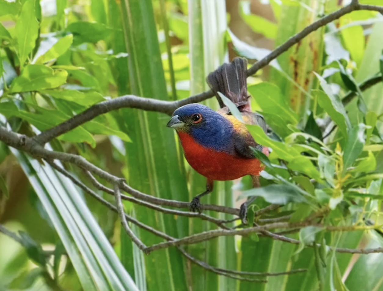 A blue and red bird among branches