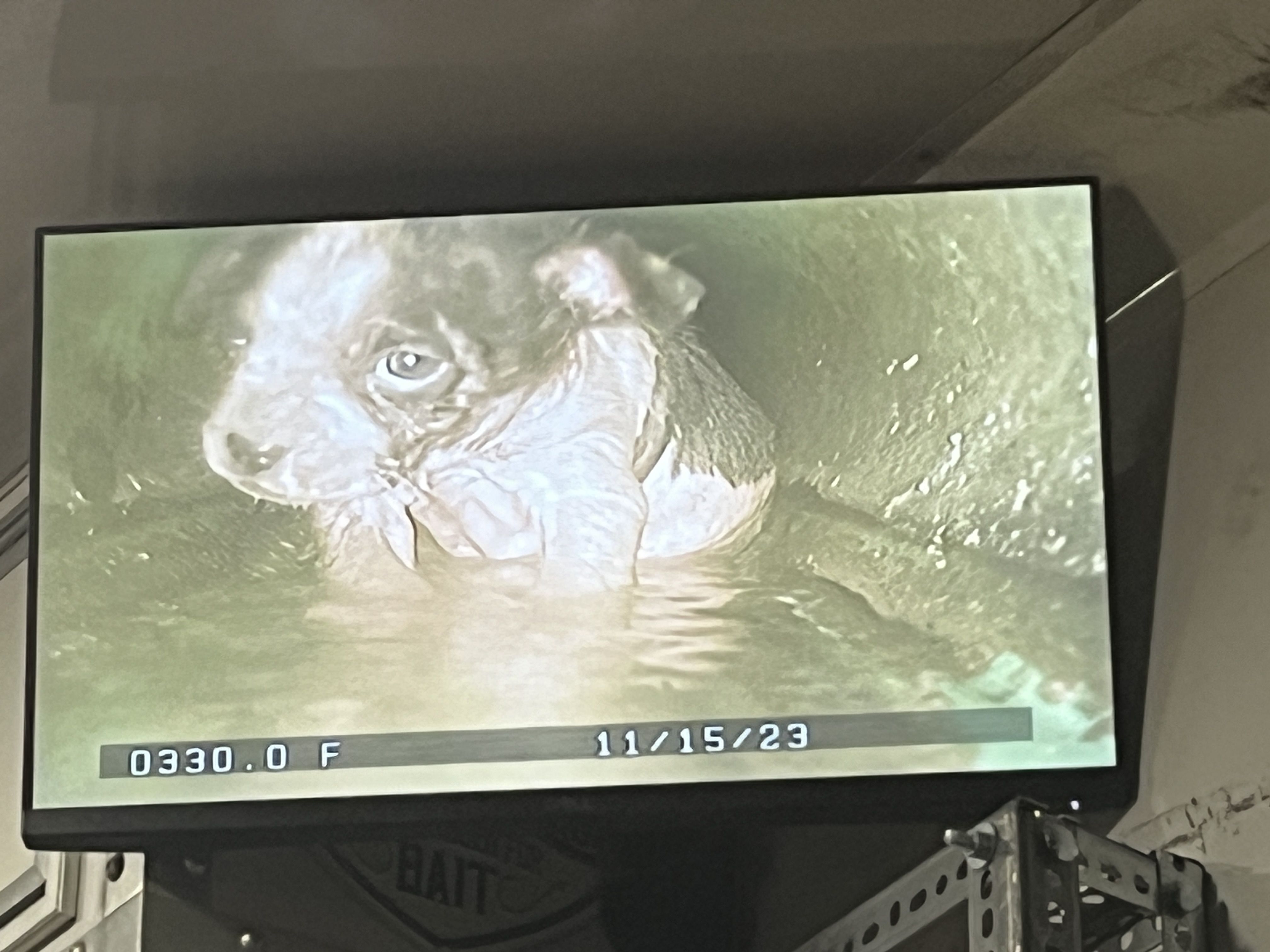 A screen shows a small black and white puppy in a sewer line with water. The puppy looks sad.