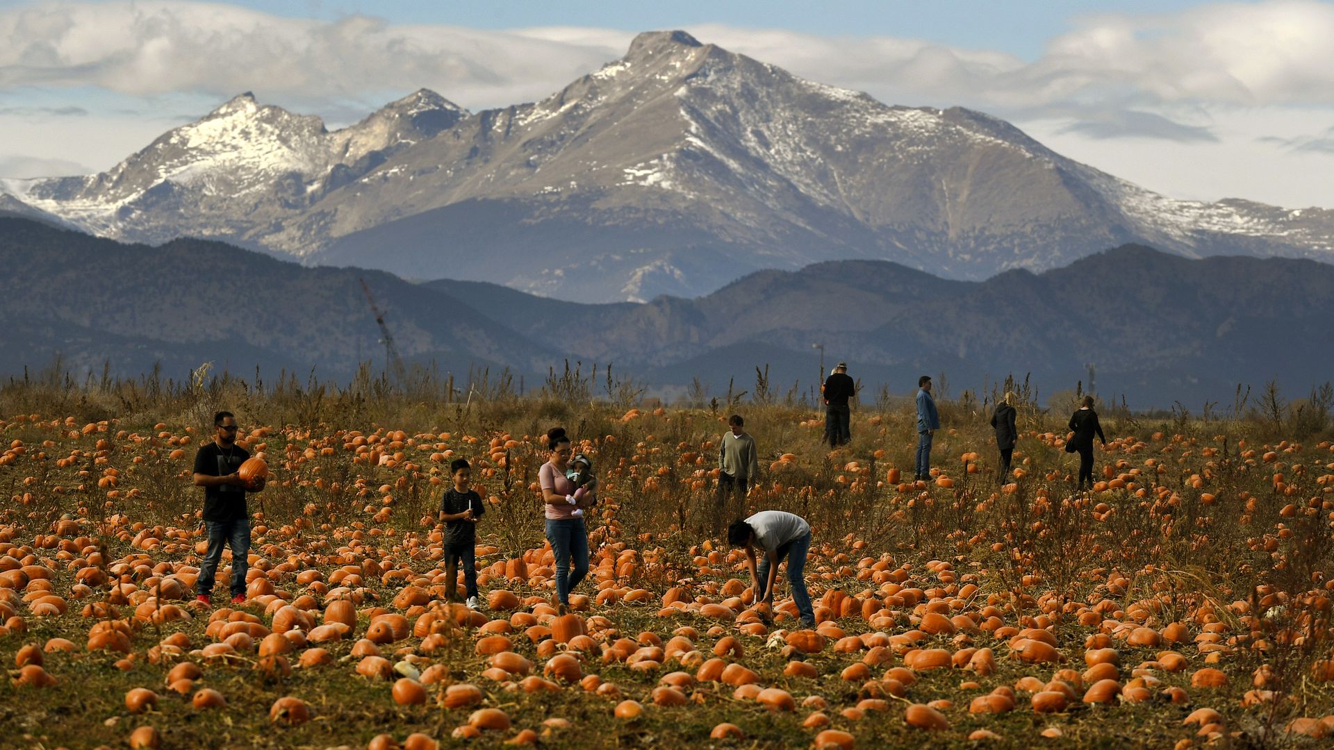 People picking pumpkins in a large pumpkin patch set against a backdrop of snow-capped mountains under a partly cloudy blue sky.
