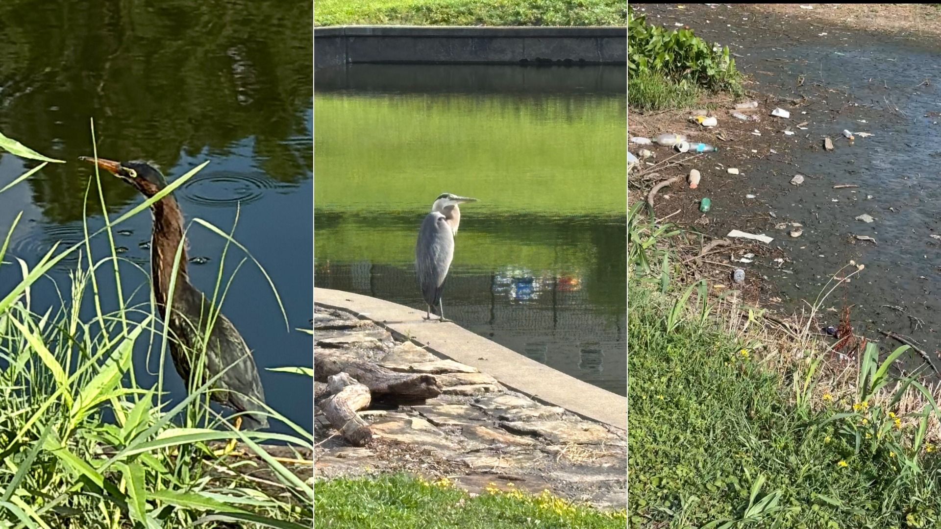 Triptych of a grey heron by a pond: left panel shows tall reeds and water, middle panel a heron on a concrete edge with green reflections, right panel a polluted shore strewn with litter.