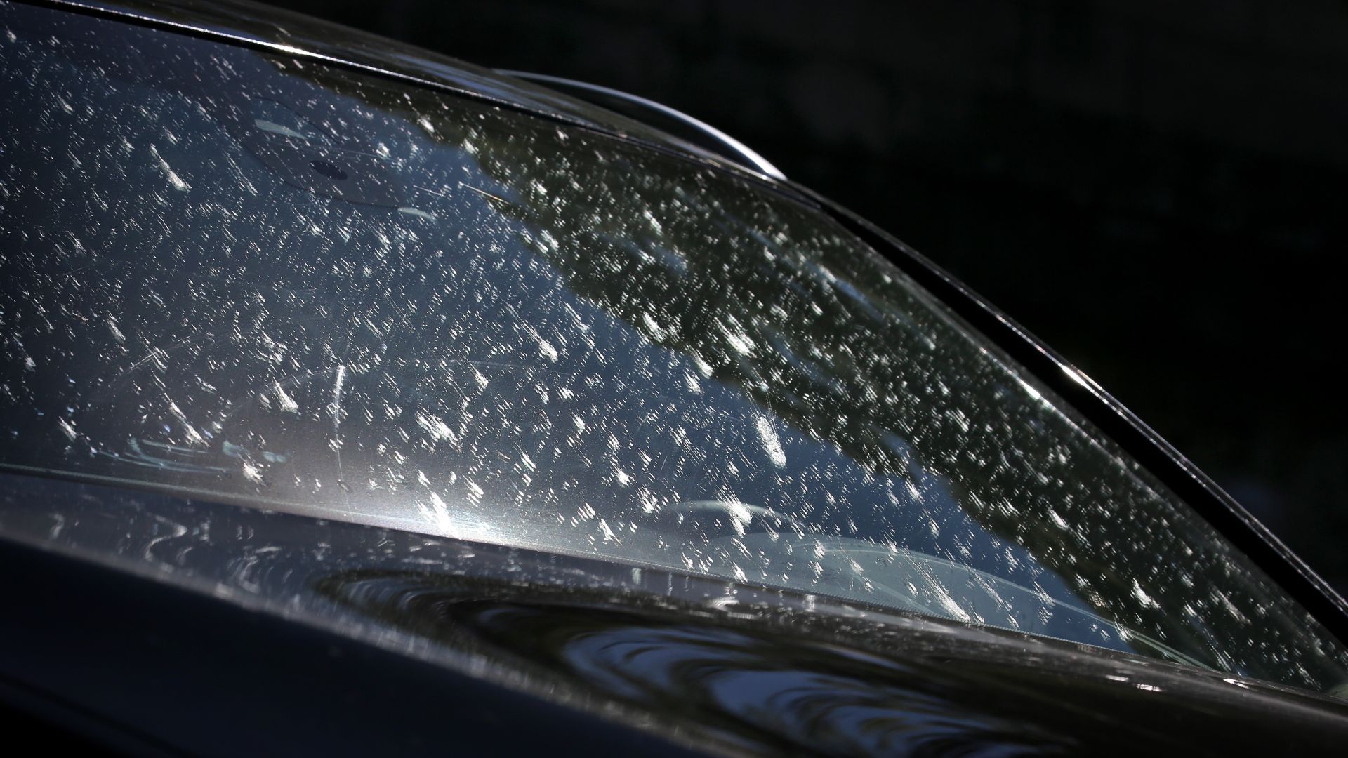 A car windshield covered in dead bugs