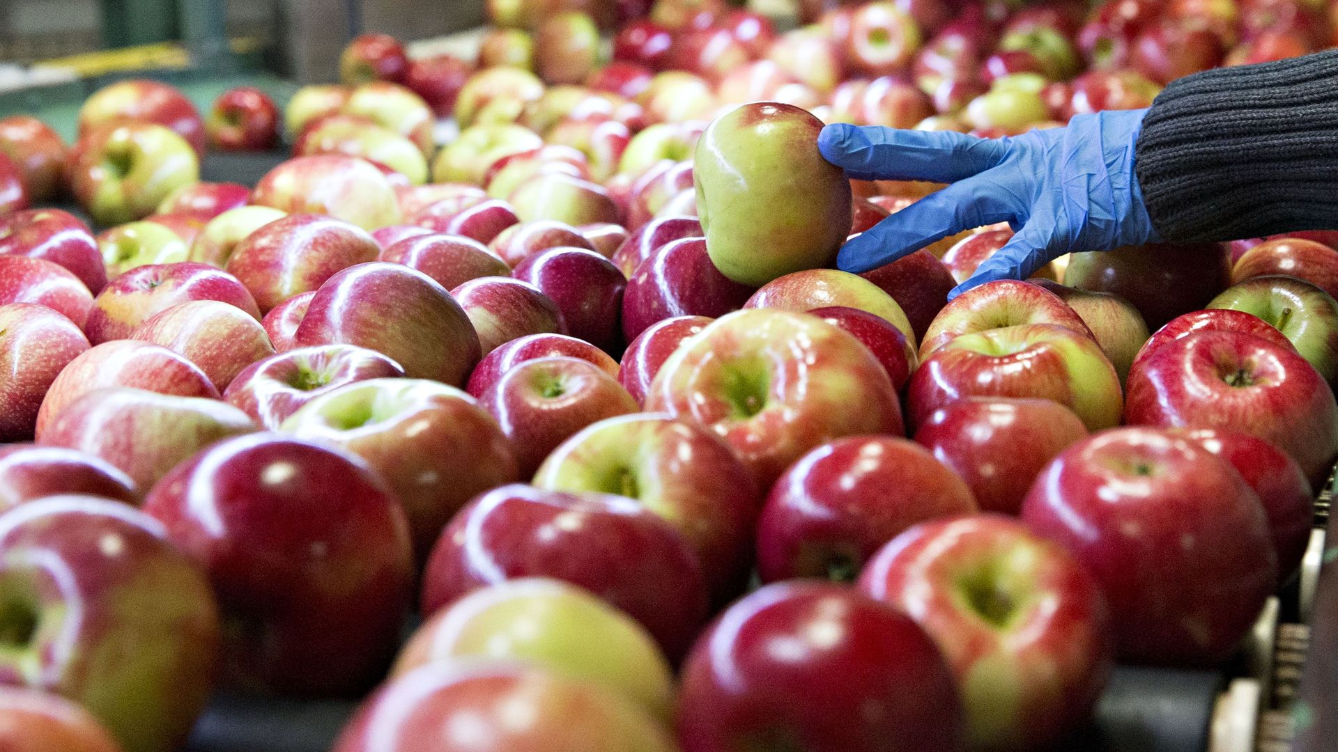 A hand picking apples on a conveyer belt 