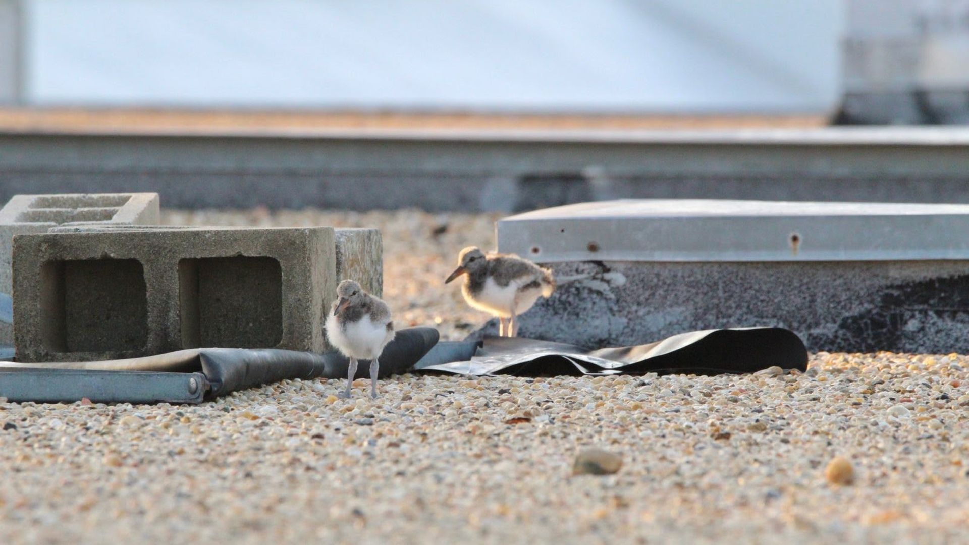Two small gray-and-white shorebirds stand on a gravel rooftop among a cinder block, a curved metal sheet, and scattered debris, with blurred industrial structures in the background.