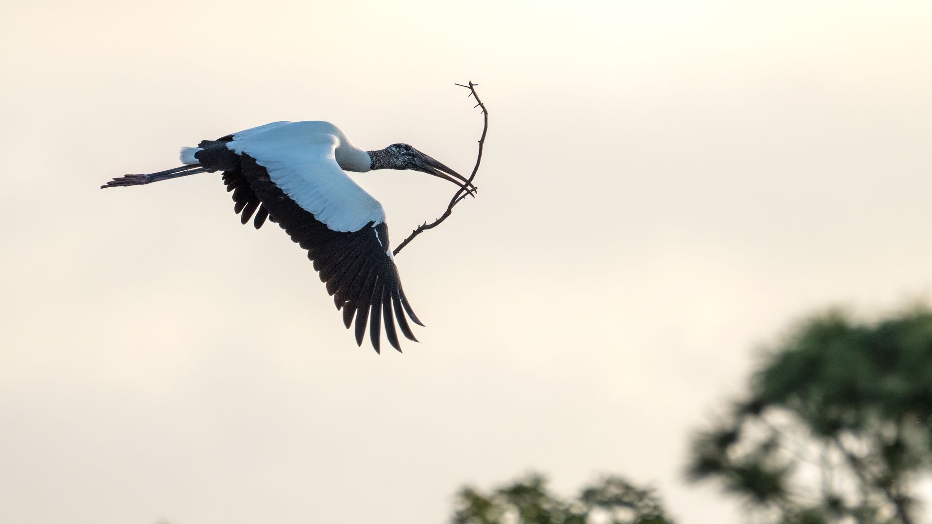 A wood stork carries nesting material back to its nest in Delray Beach, Florida, on January 25, 2026. The wood stork is the only stork species that breeds in the United States and is known for using its sensitive bill to catch fish by touch in murky waters. (Photo by Ronen Tivony/NurPhoto via Getty 