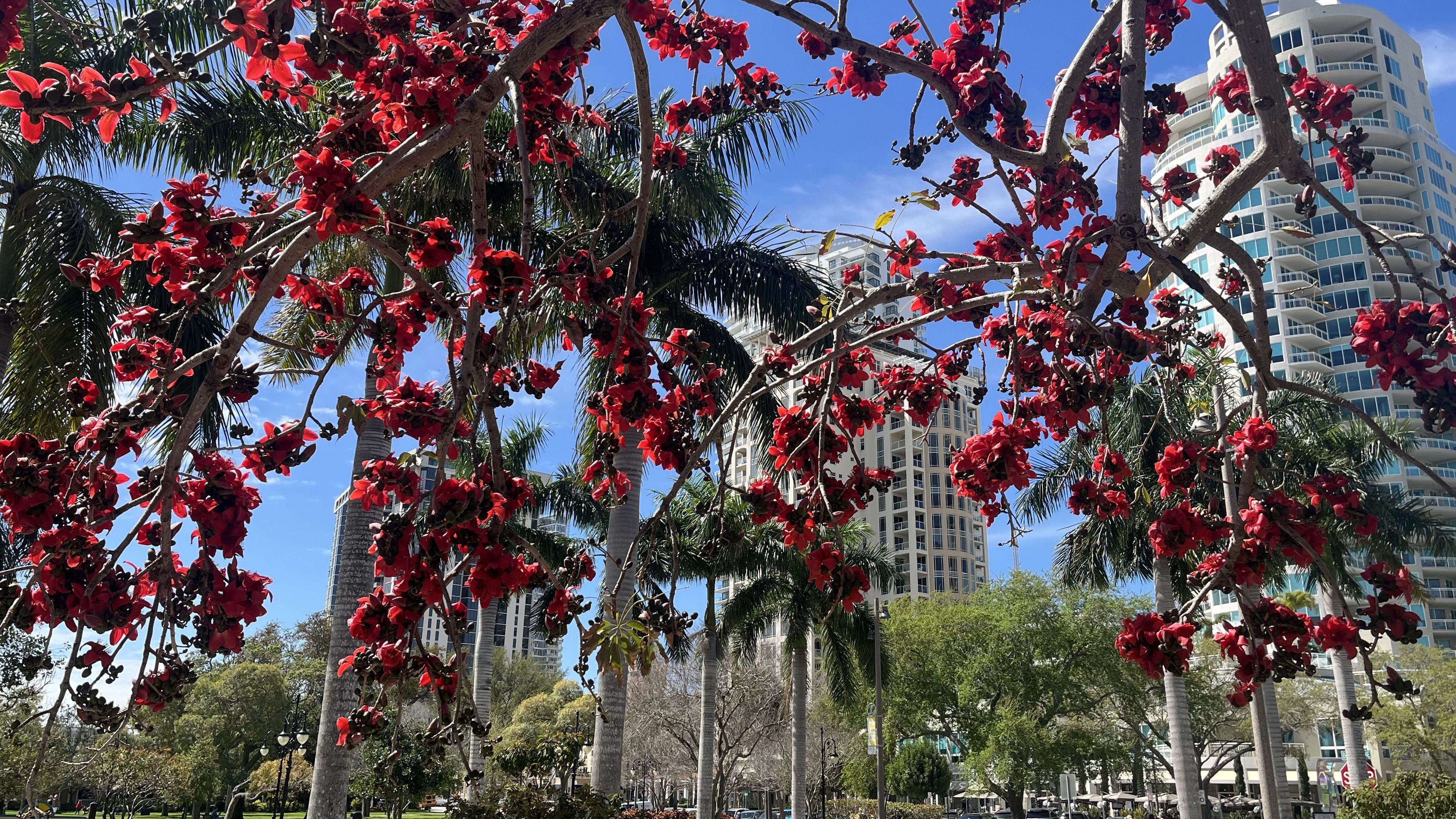 Branches covered in red flowers with three high-rise buildings in the background.