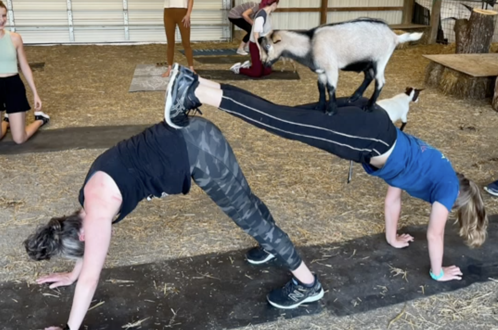 Two women doing yoga poses on mats inside a barn; one woman is in a plank-like pose with a small goat standing on her back. Other people and goats in the background.