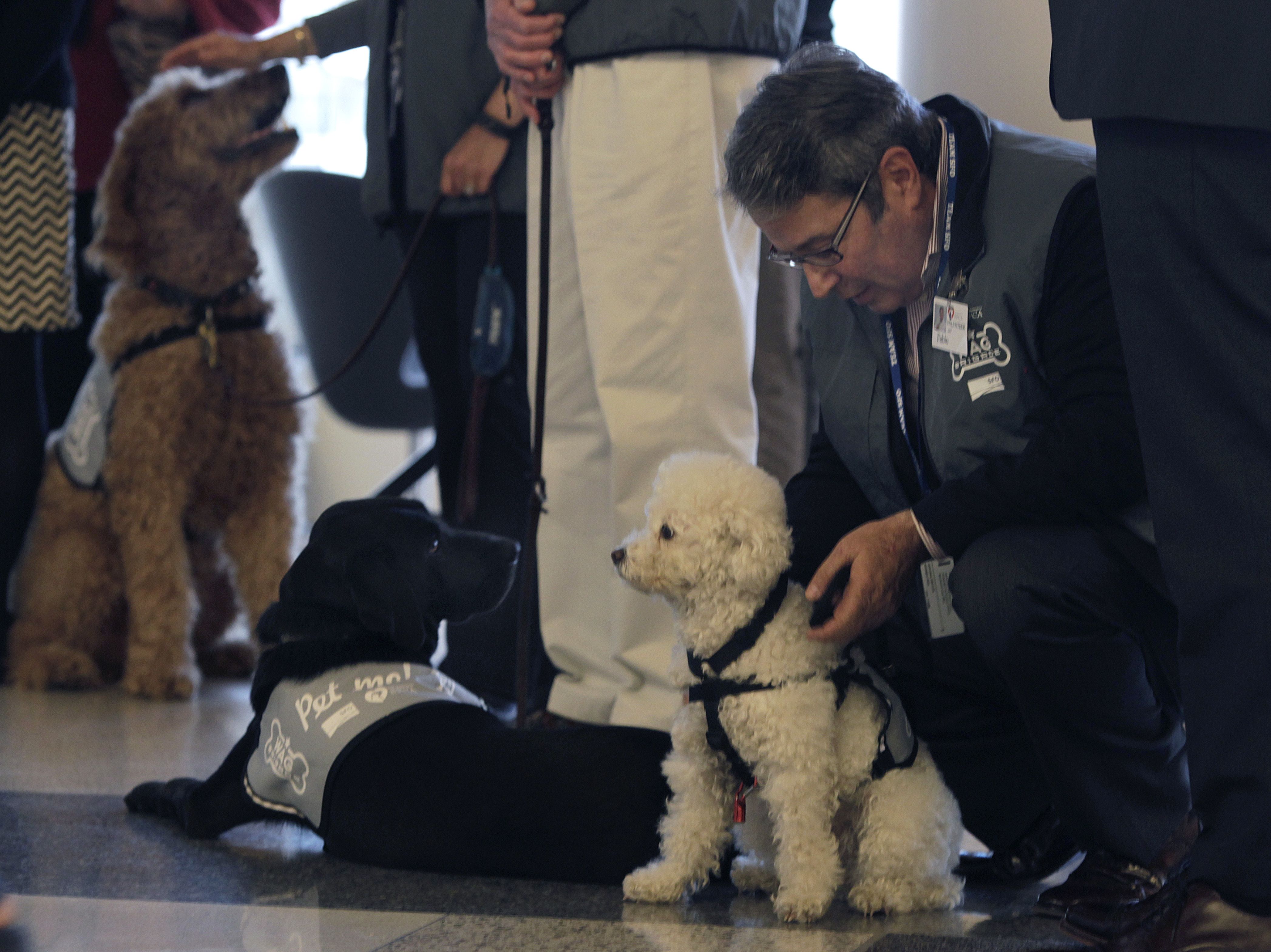 Man wearing glasses and a vest labeled with a paw print crouching to pet a small white curly-haired dog wearing a harness, with a black dog lying down and a larger brown dog in the background.
