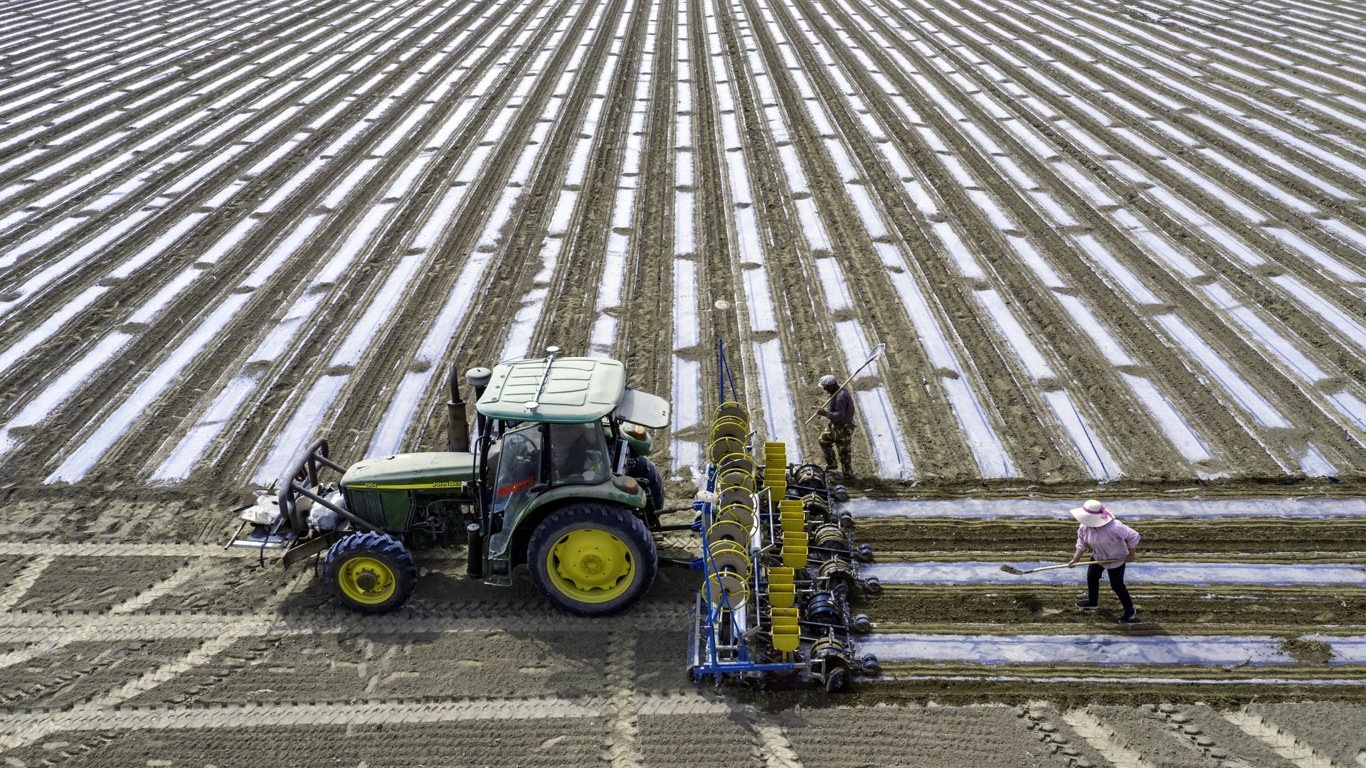 Cotton in Xinjiang