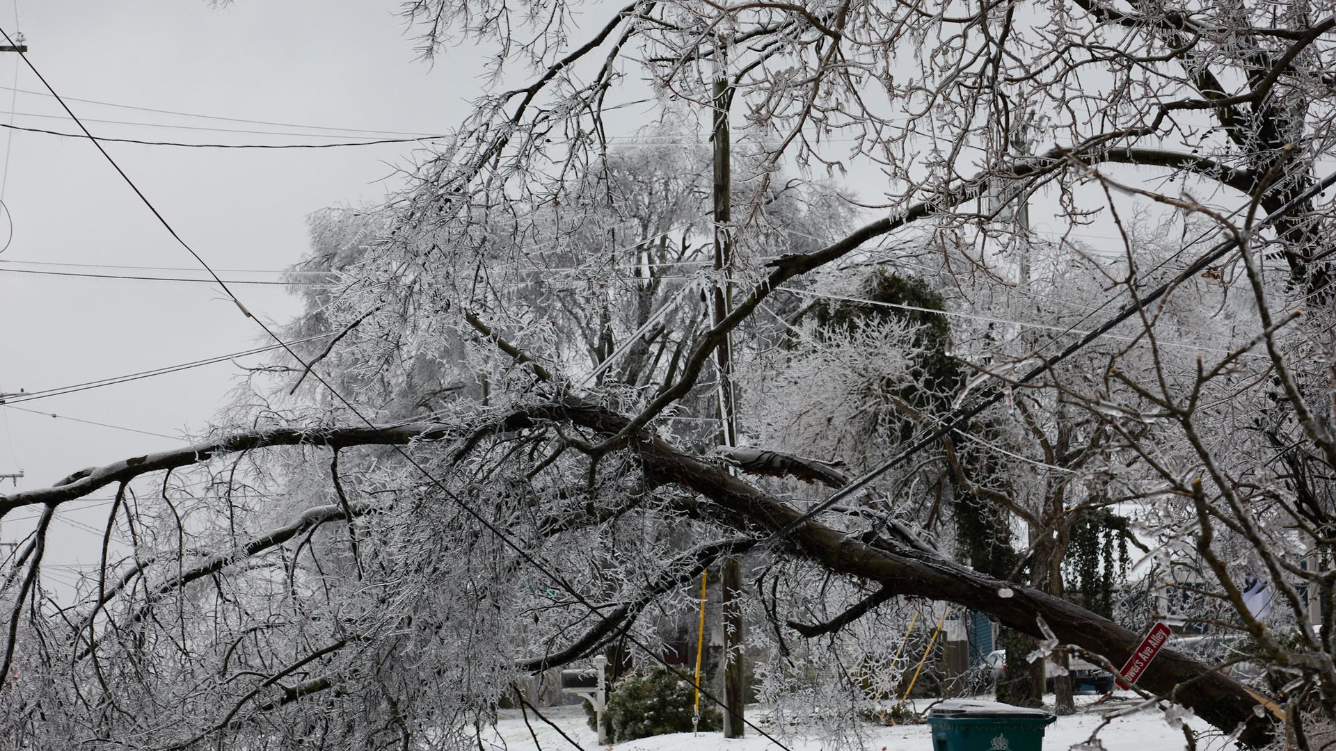 Tree on Nashville power line