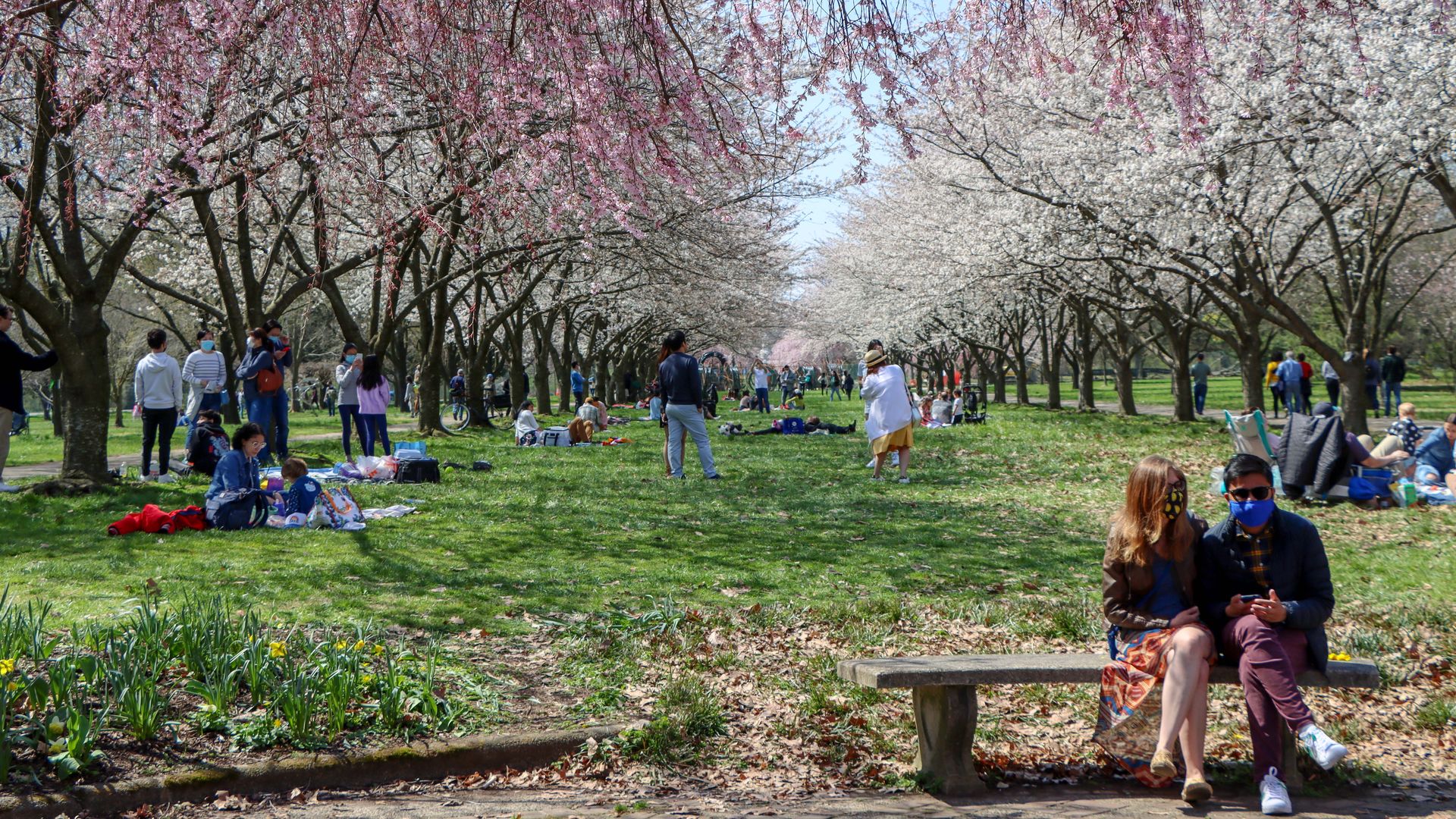 Cherry blossoms blooming in Philadelphia. 