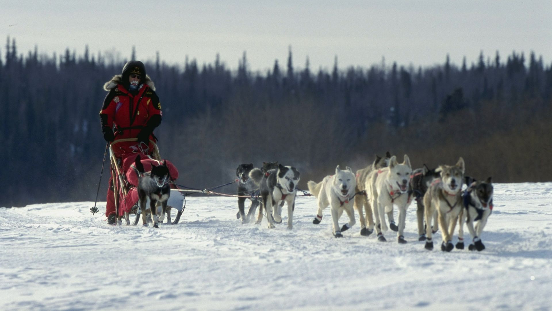 A musher competes during the 1999 Iditarod. 